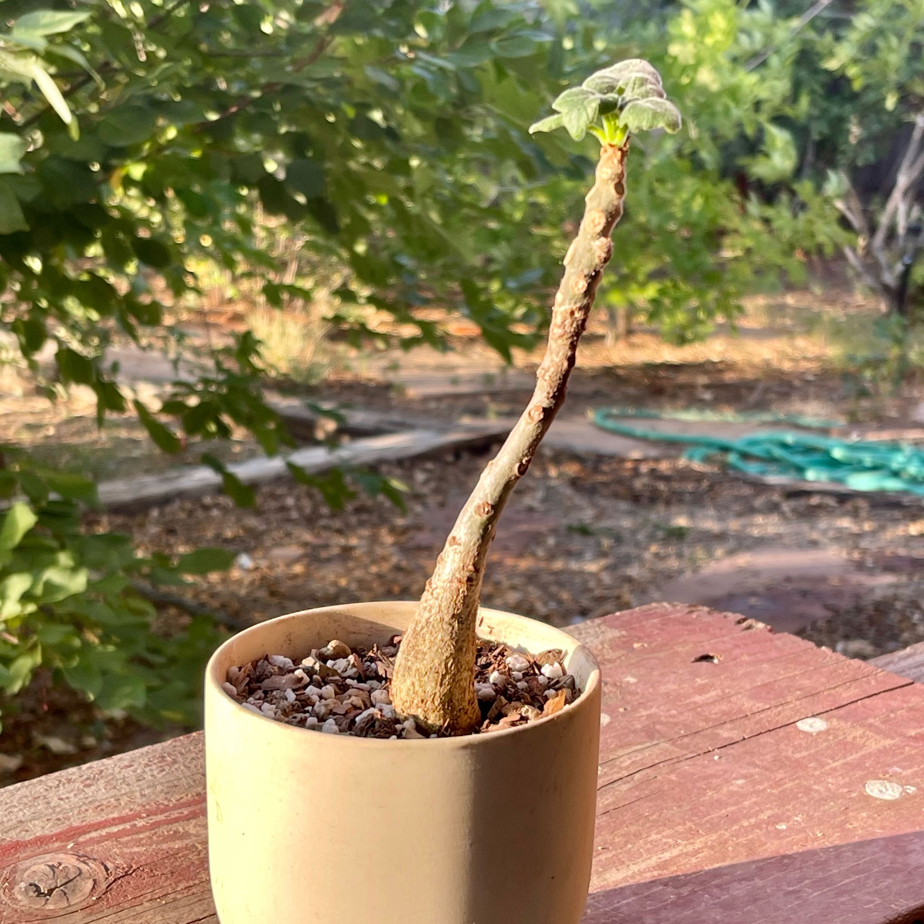 Photo of the plant species Uncarina grandidieri by @riverzend named randi on Greg, the plant care app