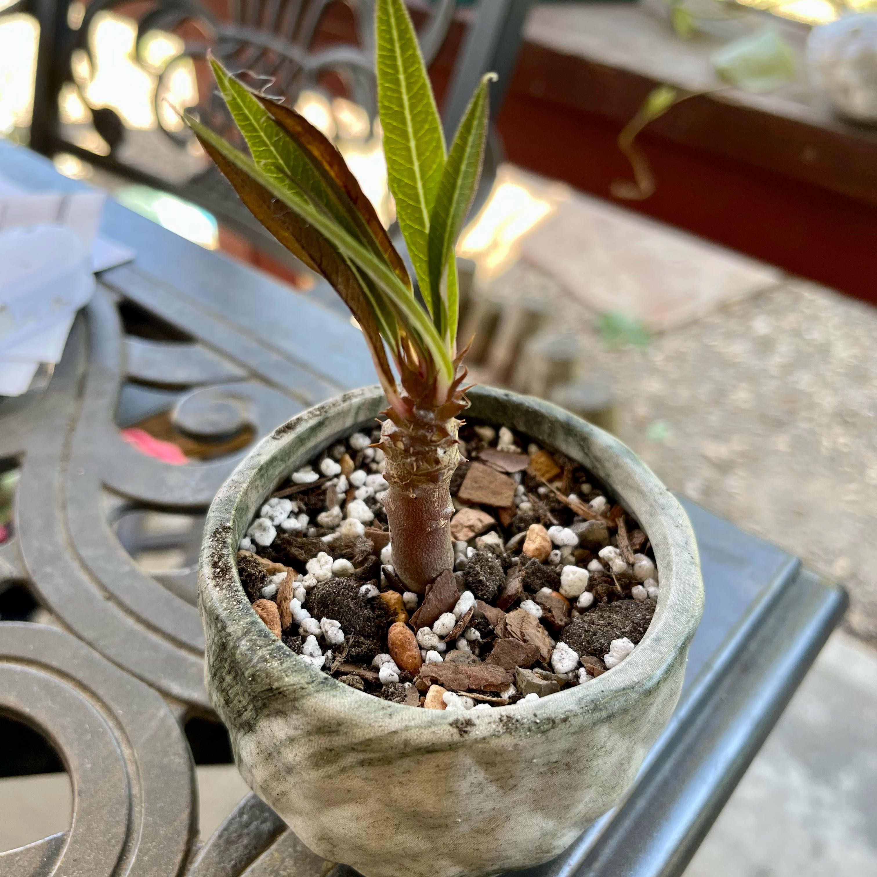 Photo of the plant species Sausage Tree by @riverzend named wurst on Greg, the plant care app
