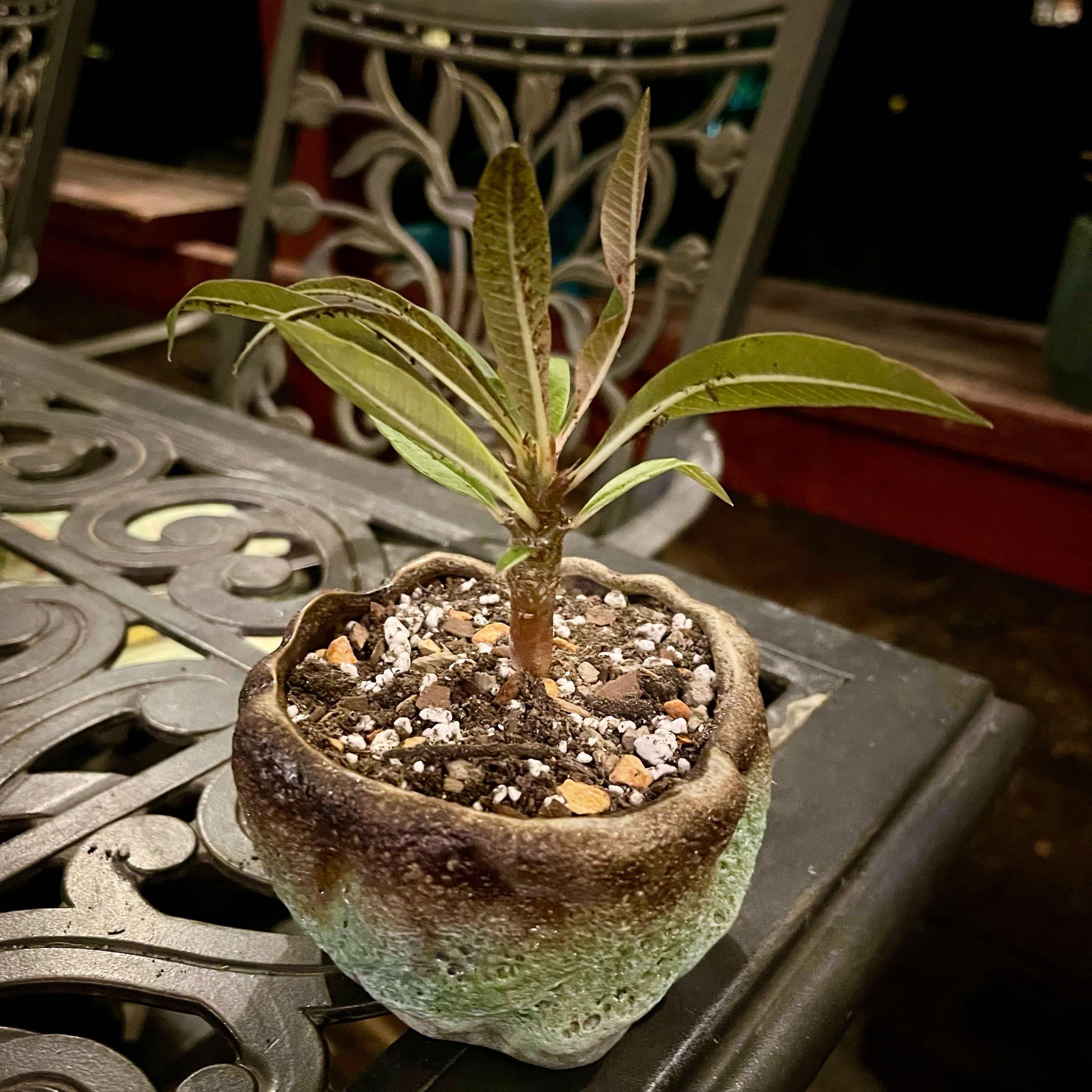 Photo of the plant species Madagascar Palm by @riverzend named madii on Greg, the plant care app
