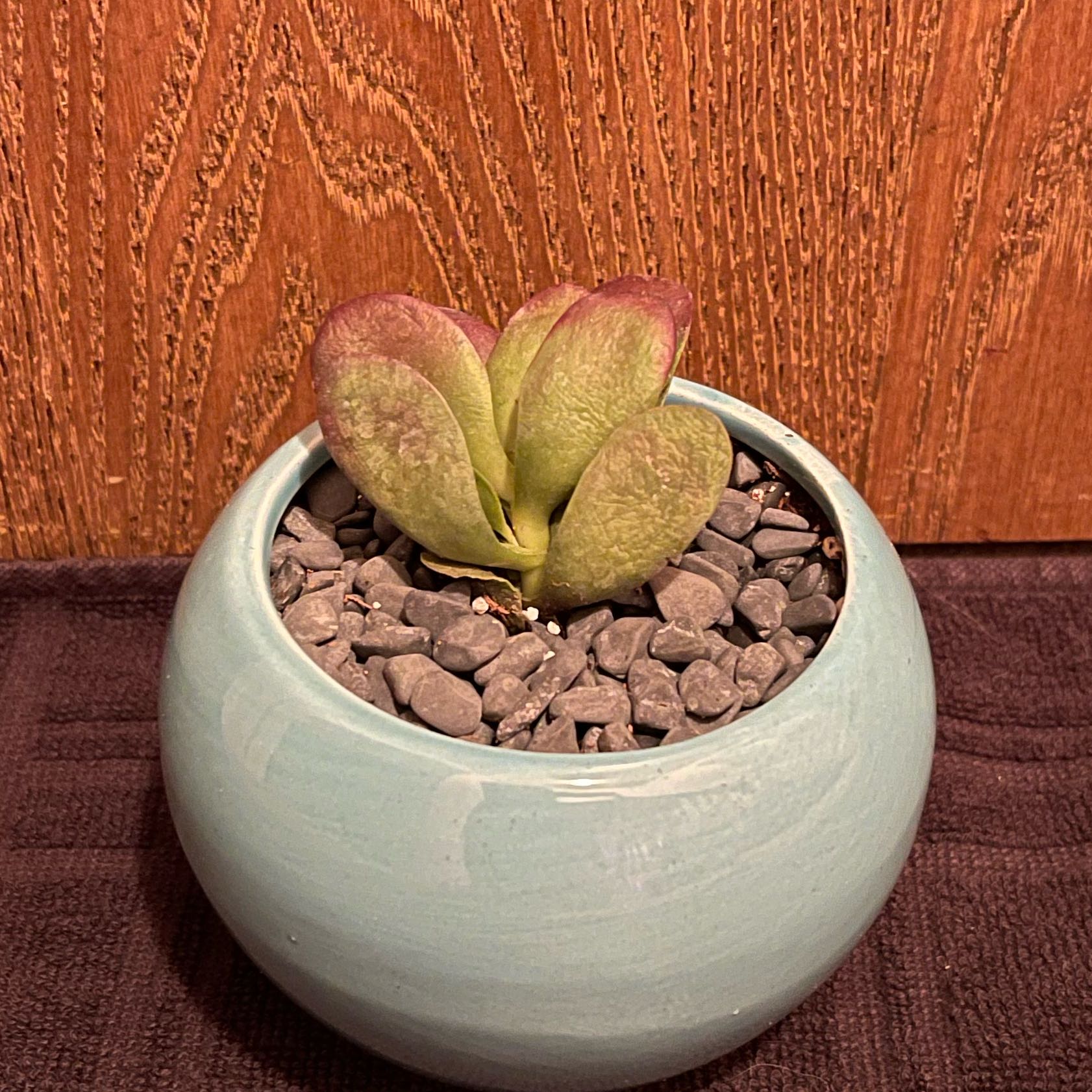 Photo of the plant species Cotyledon Oophylla by @riverzend named oona on Greg, the plant care app