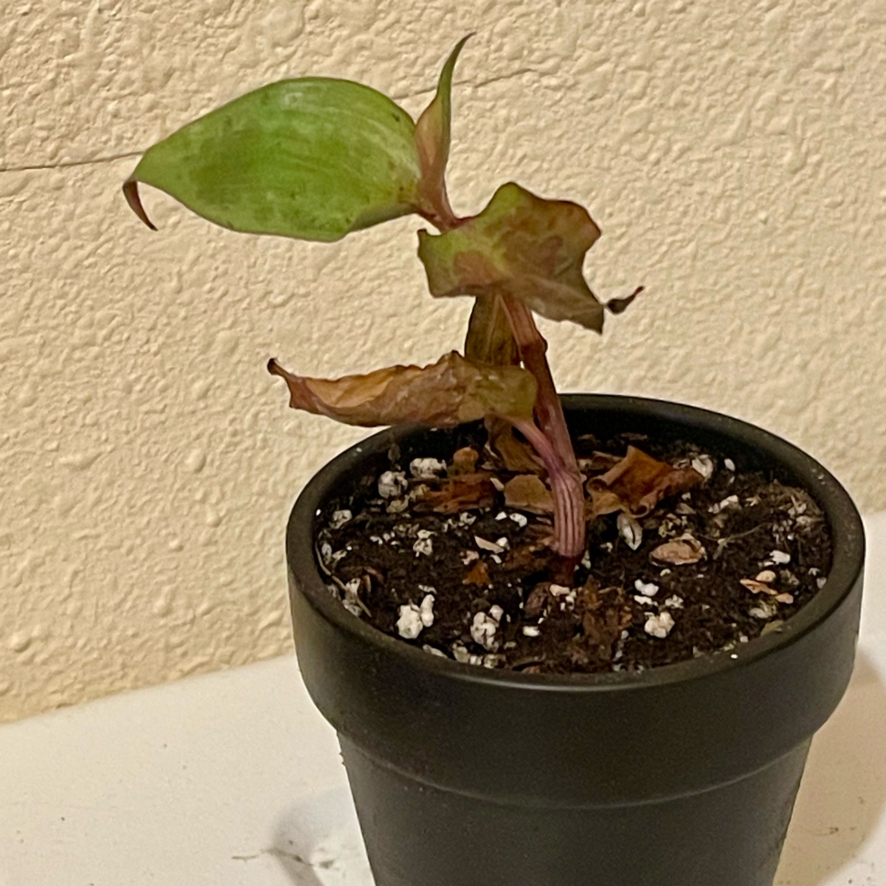 Photo of the plant species Mexican wandering Jew by @riverzend named ráfandi on Greg, the plant care app