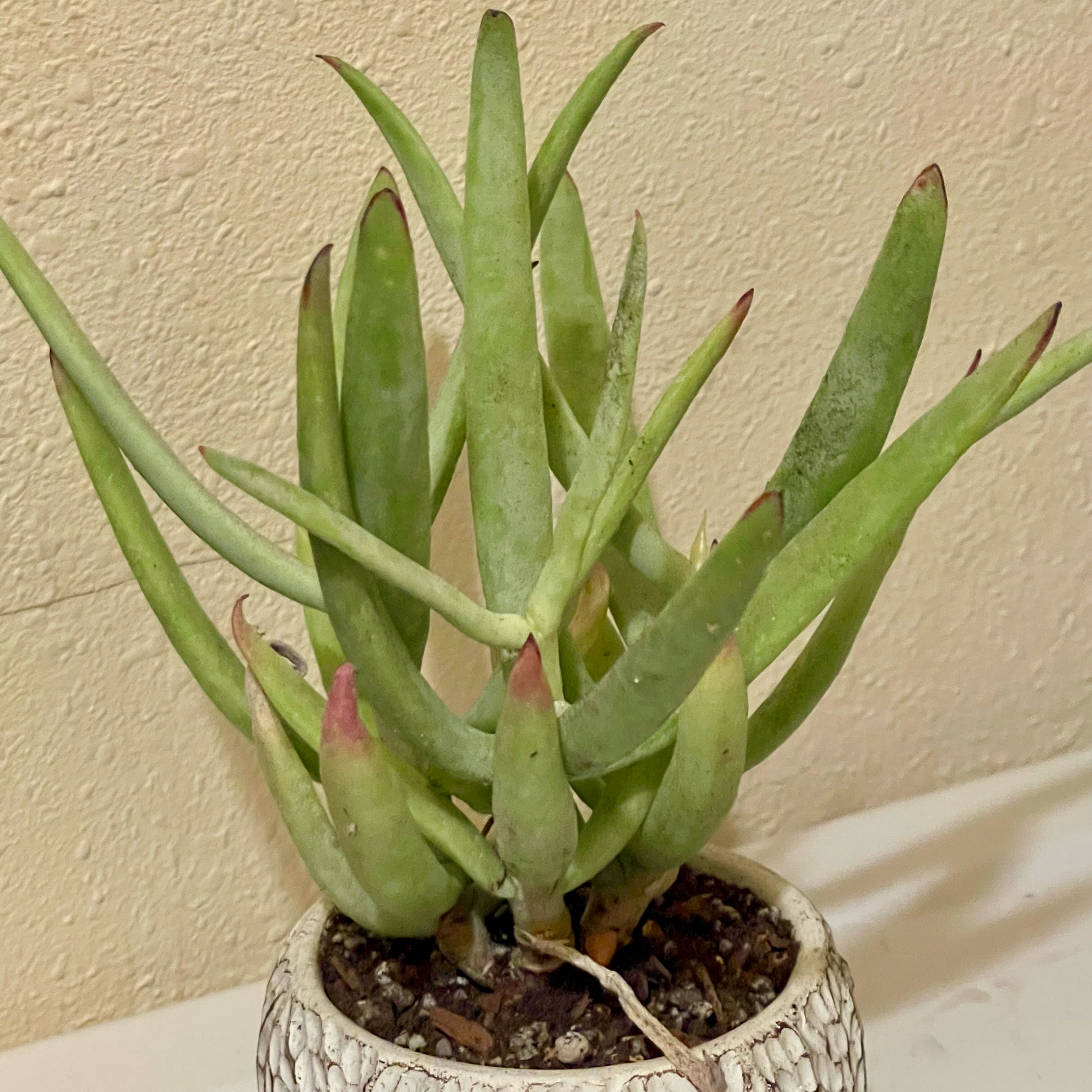 Photo of the plant species Finger Aloe by @riverzend named c.o. green fingers on Greg, the plant care app