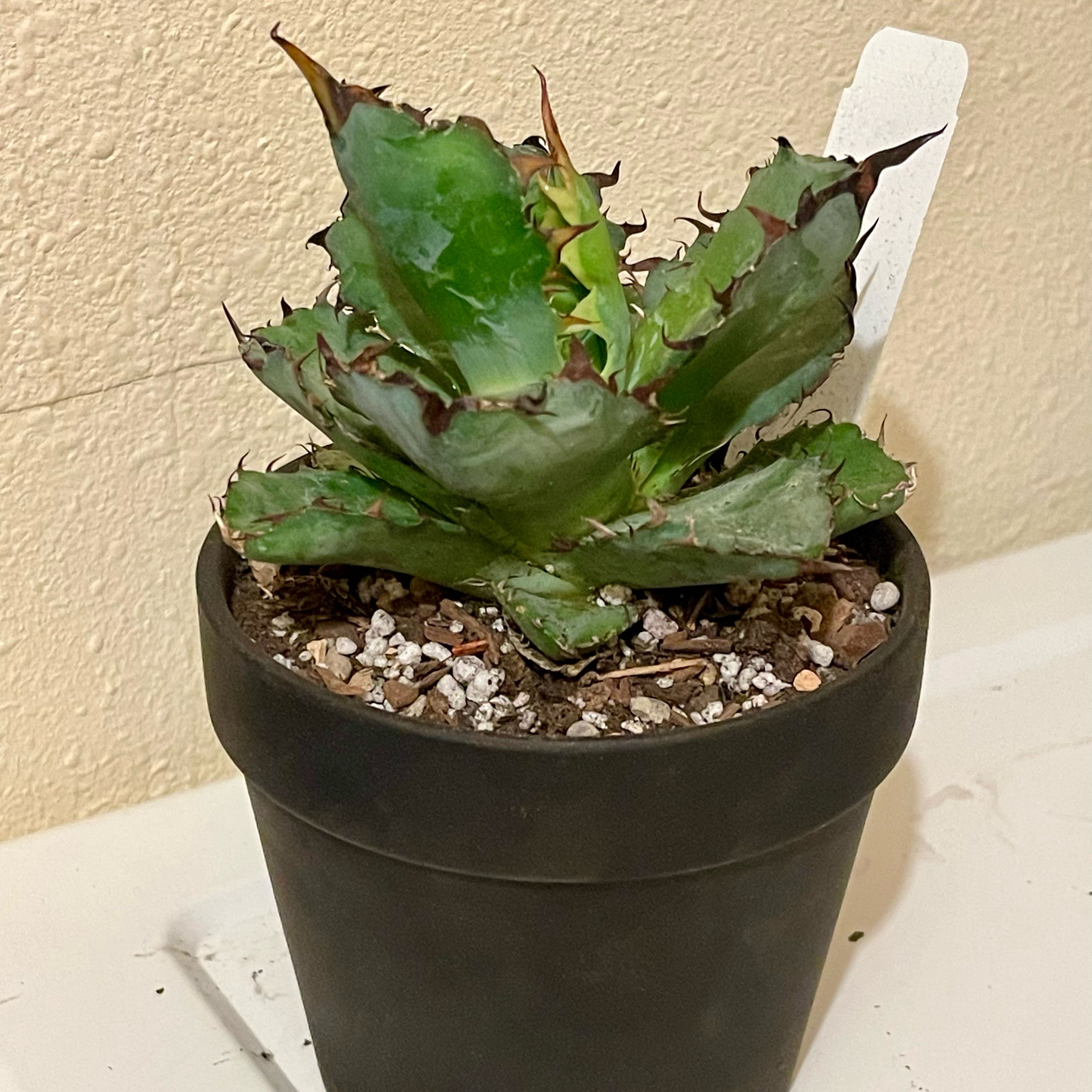 Photo of the plant species Agave titanota 'Black and Blue' by @riverzend named anota on Greg, the plant care app