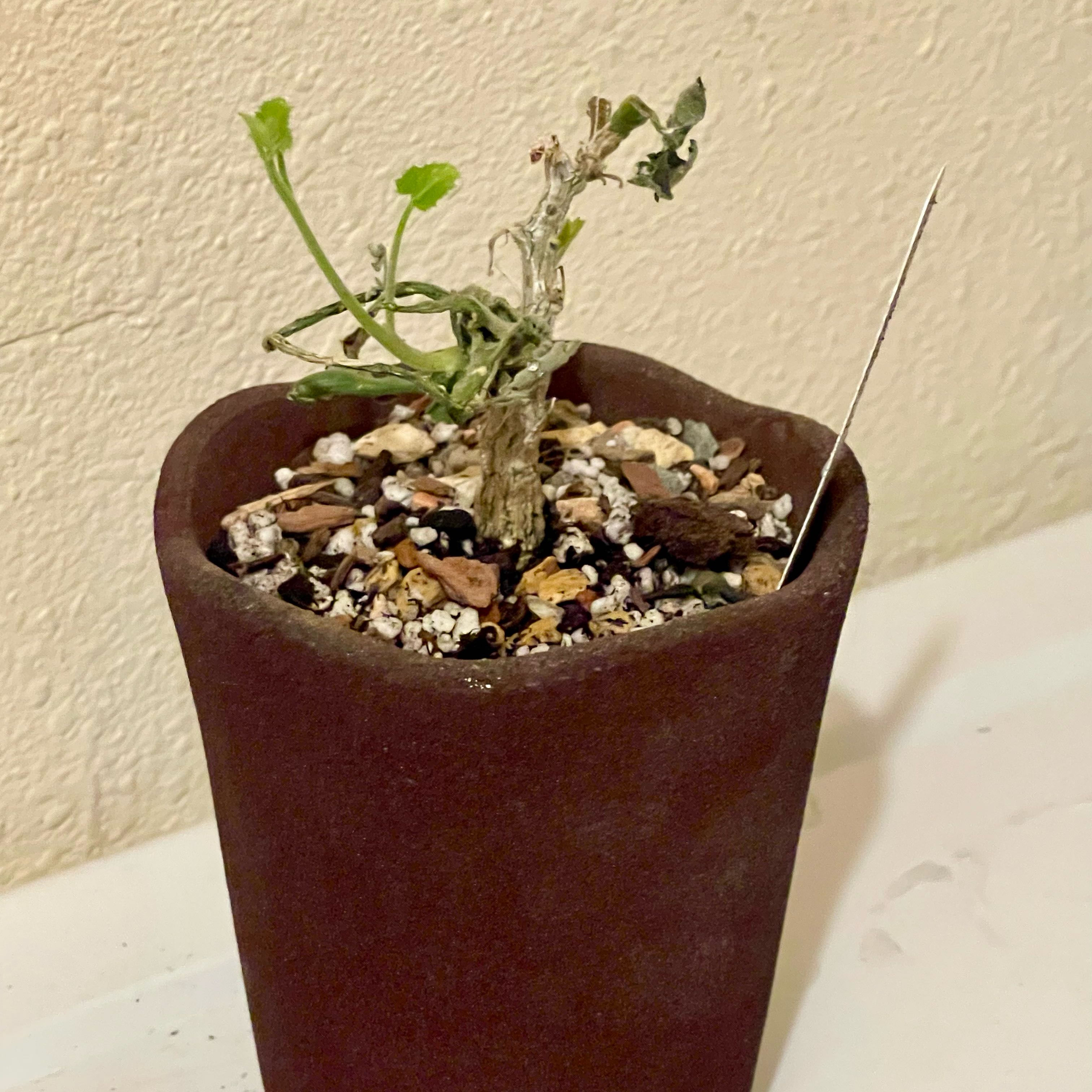 Photo of the plant species Corallocarpus bainesii by @riverzend named nesi on Greg, the plant care app