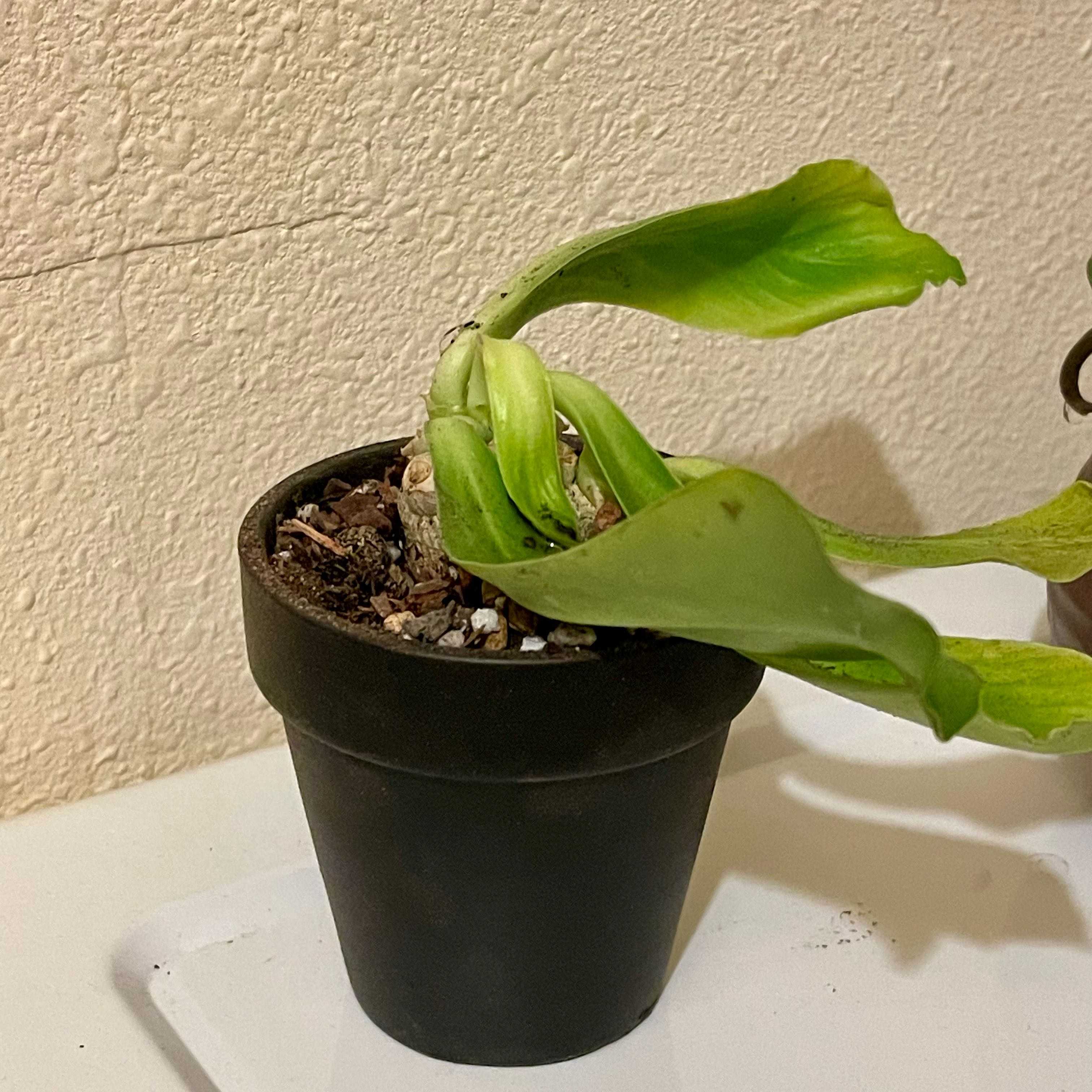 Photo of the plant species Euphorbia poissonii by @riverzend named kala on Greg, the plant care app