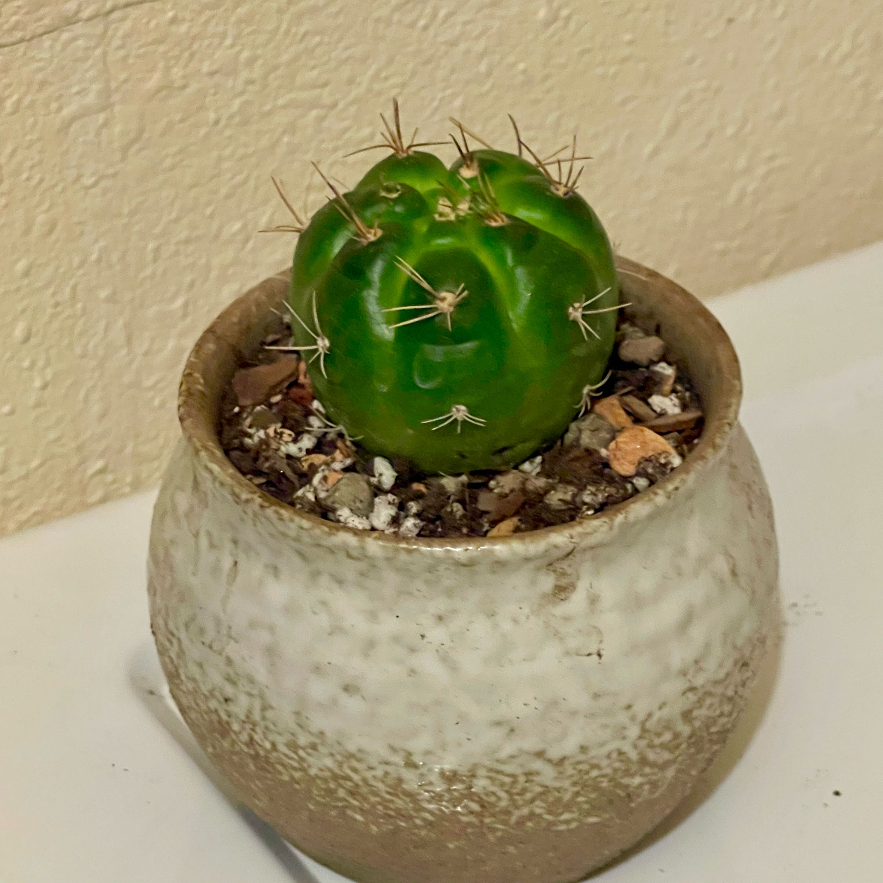 Photo of the plant species Matucana spp. by @riverzend named m. oreodoxa on Greg, the plant care app