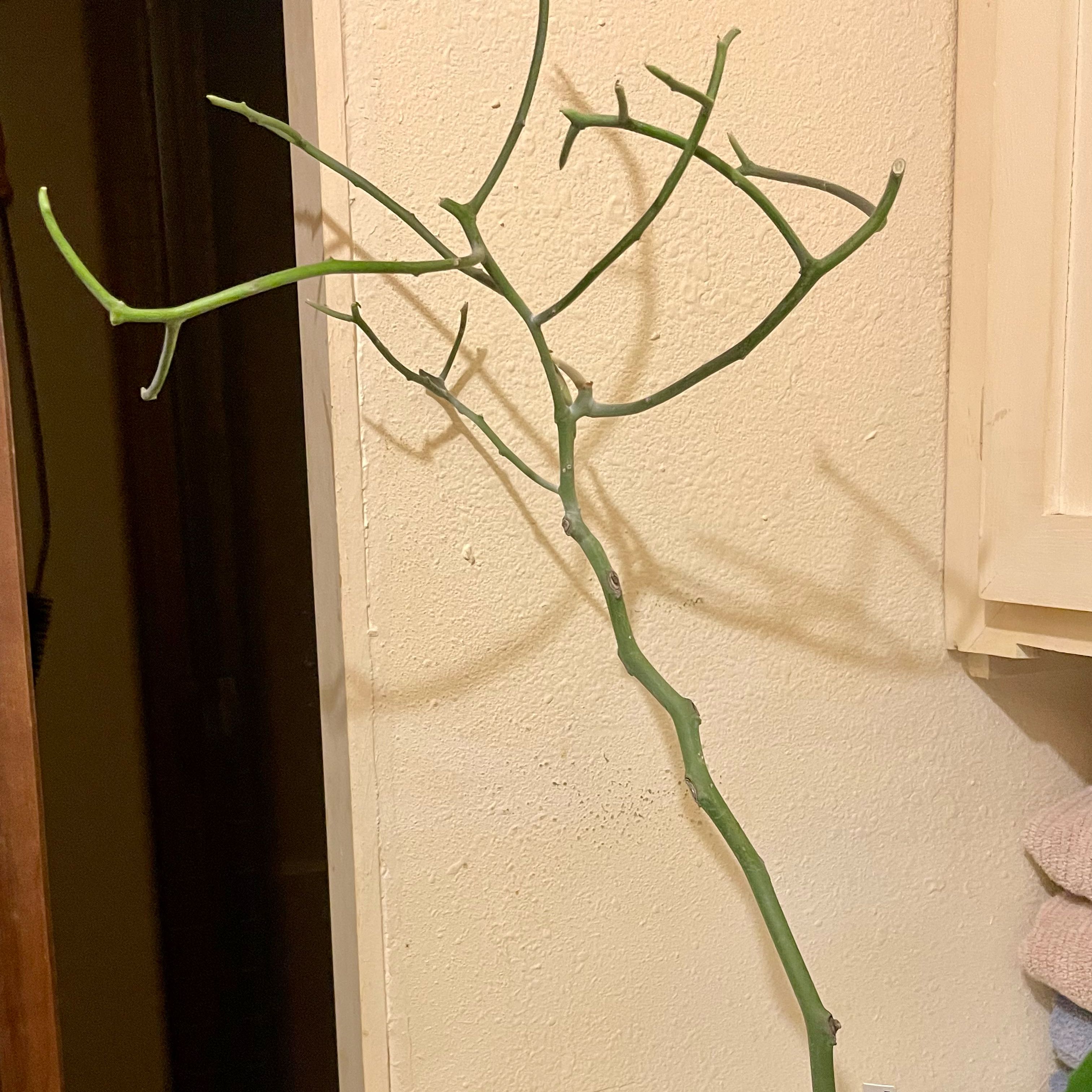 Photo of the plant species Euphorbia Kamponii by @riverzend named nikola on Greg, the plant care app