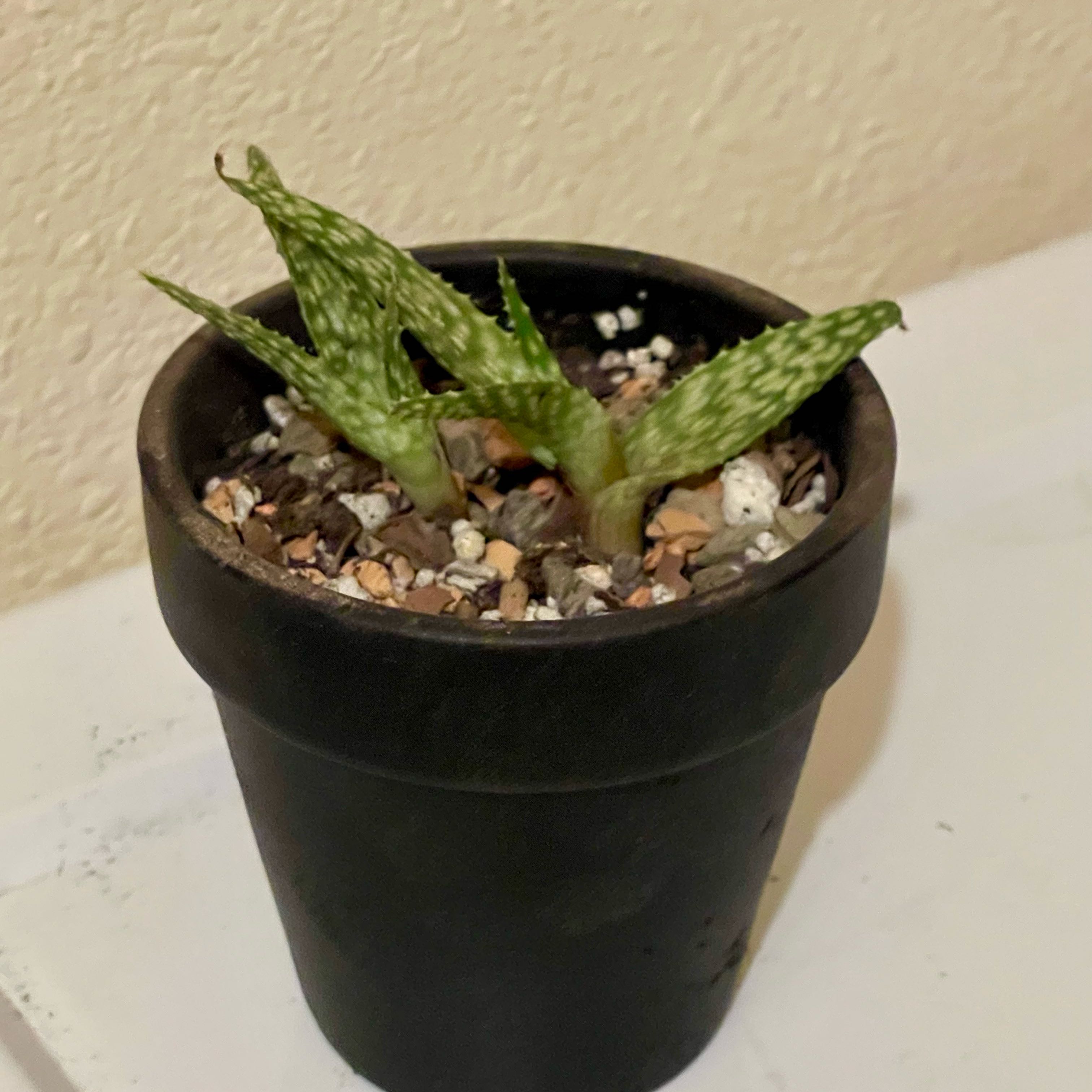 Photo of the plant species Assorted Aloe by @riverzend named maus on Greg, the plant care app