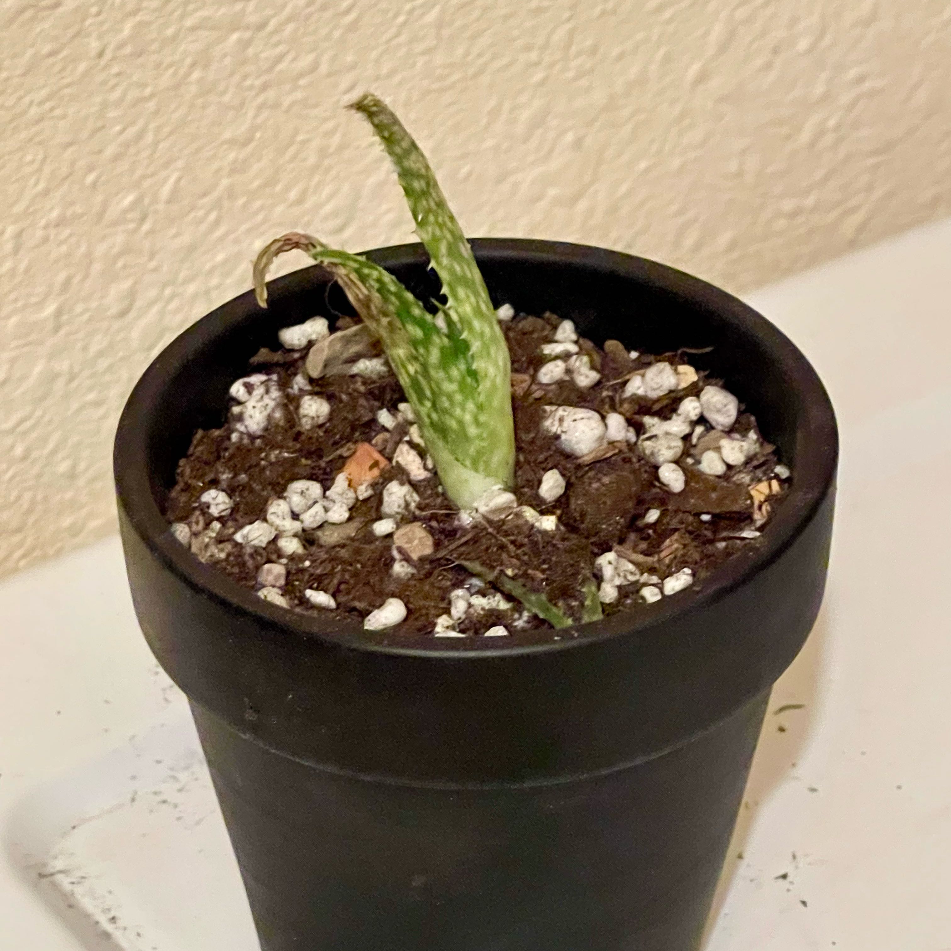 Photo of the plant species Assorted Aloe by @riverzend named bernard on Greg, the plant care app