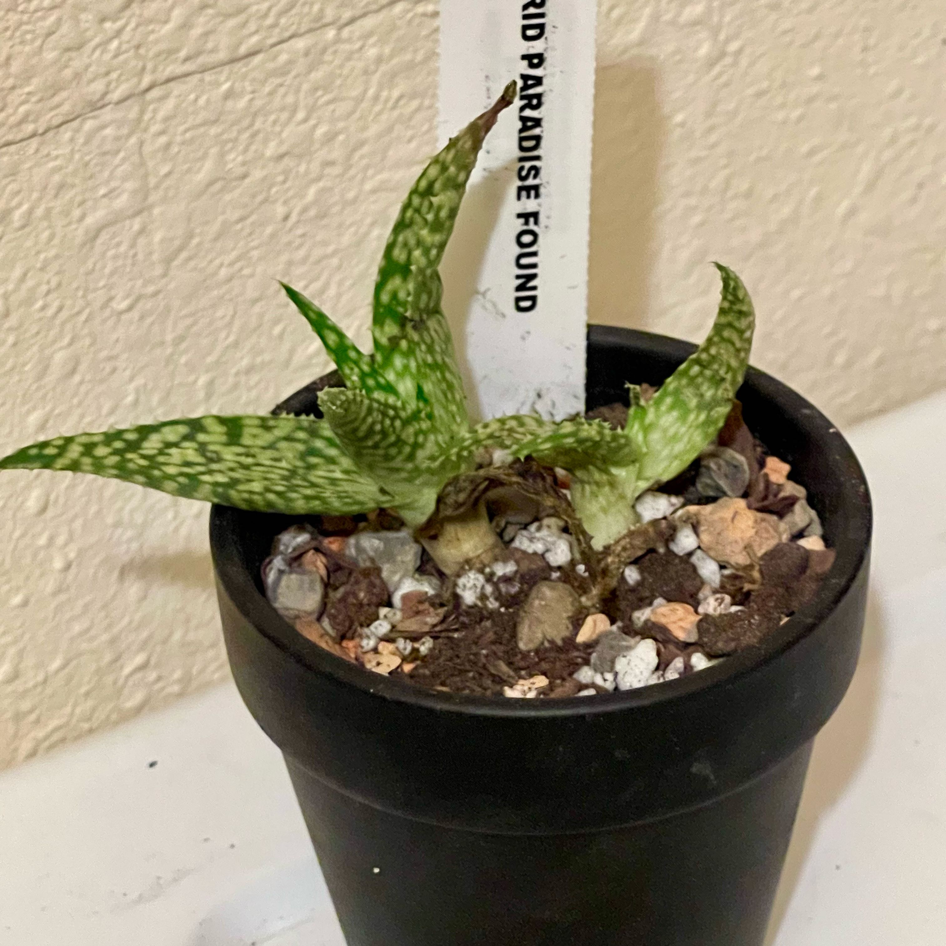 Photo of the plant species Assorted Aloe by @riverzend named lavar on Greg, the plant care app