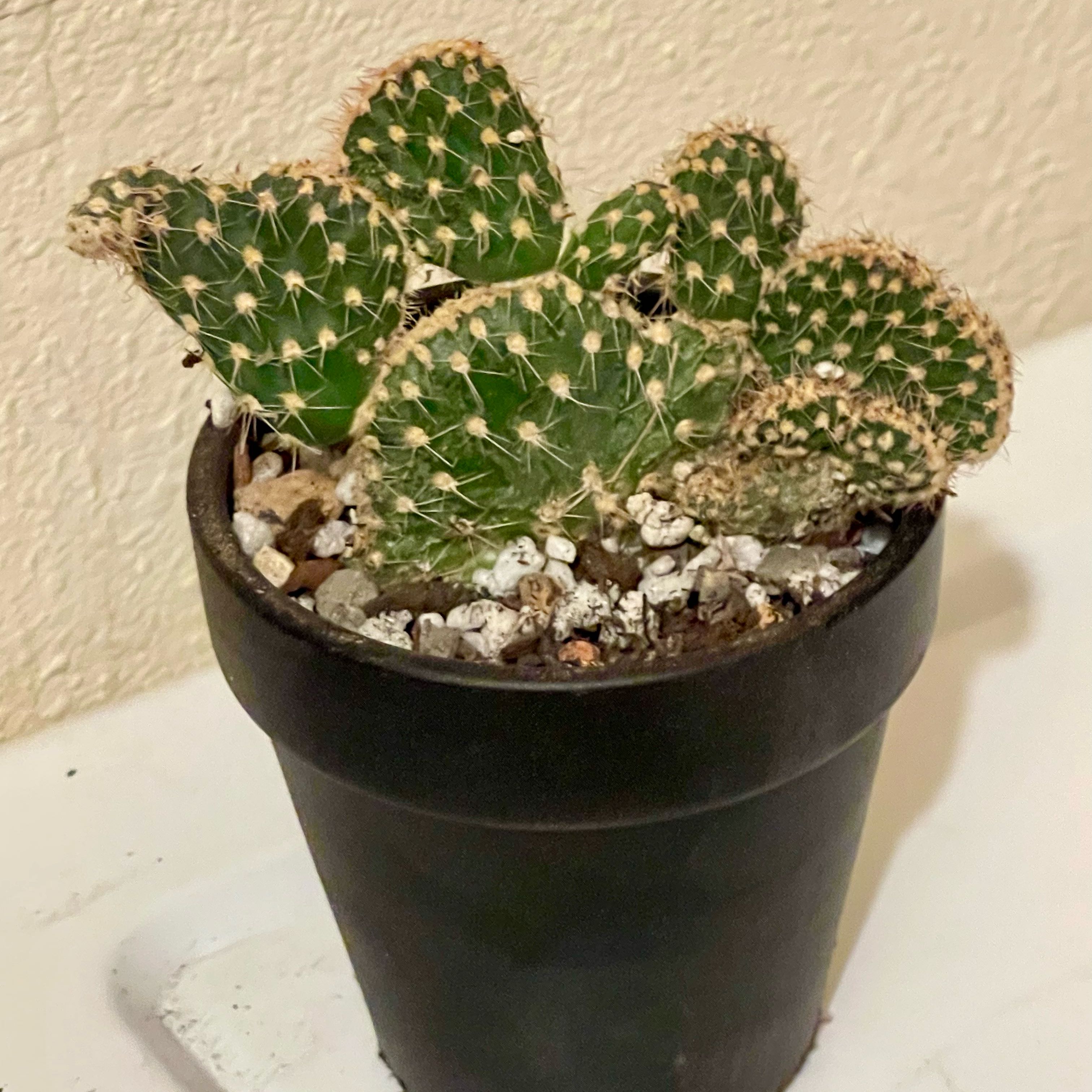 Photo of the plant species Opuntia parryi var. serpentina f. cristata by @riverzend named entina on Greg, the plant care app