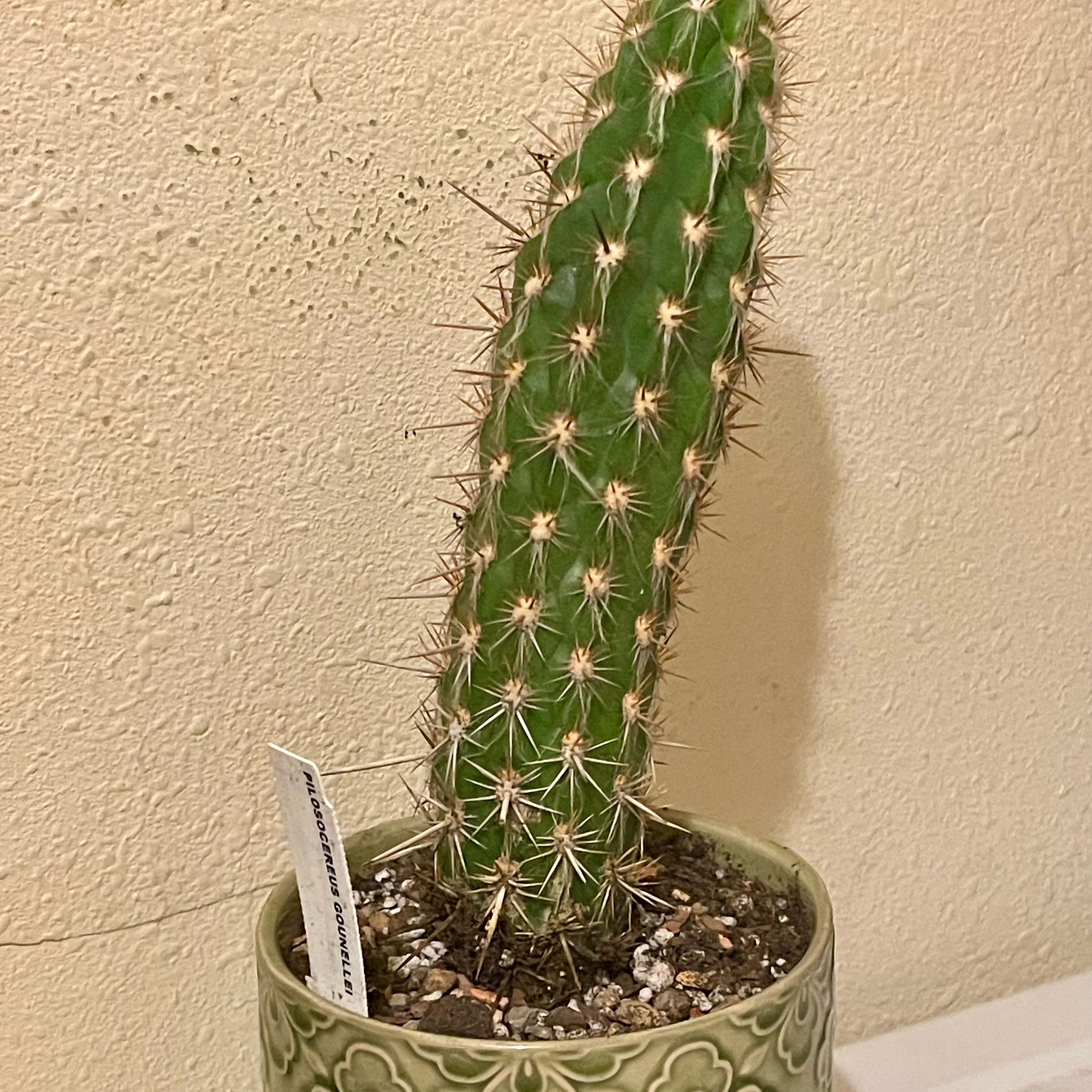 Photo of the plant species Xique-Xique Cactus by @riverzend named alastrado on Greg, the plant care app