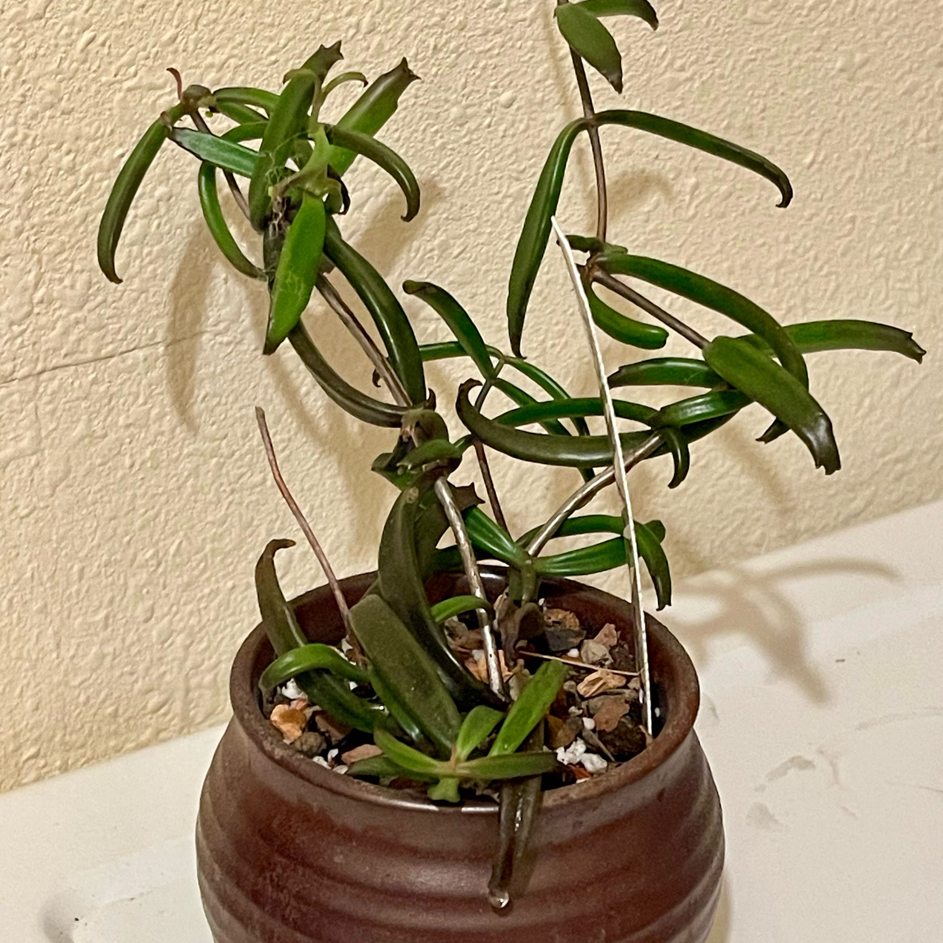 Photo of the plant species Kalanchoe beauverdii by @riverzend named auver on Greg, the plant care app