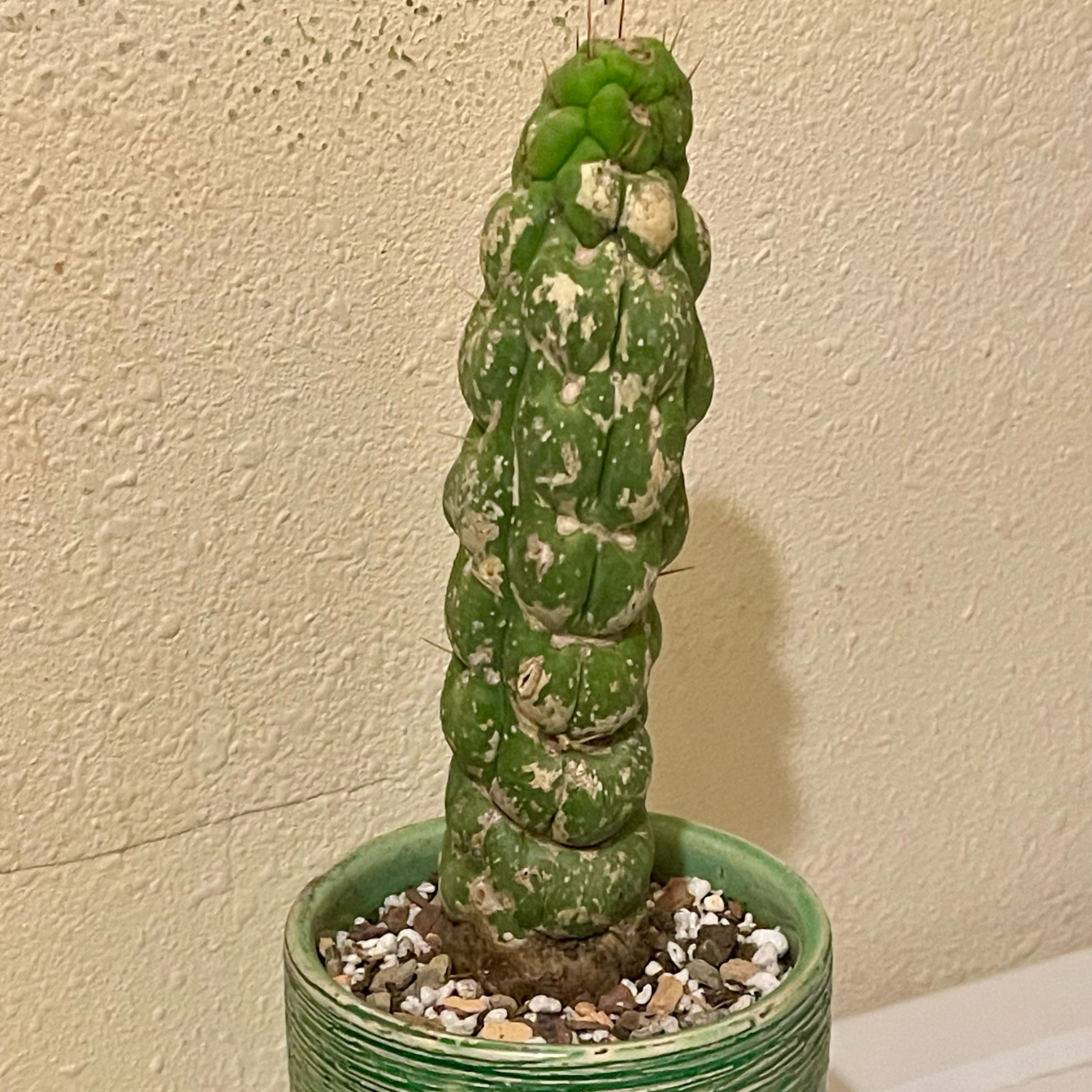 Photo of the plant species Eulychnia castanea var. varispiralis by @riverzend named e.c.v. monstrose on Greg, the plant care app