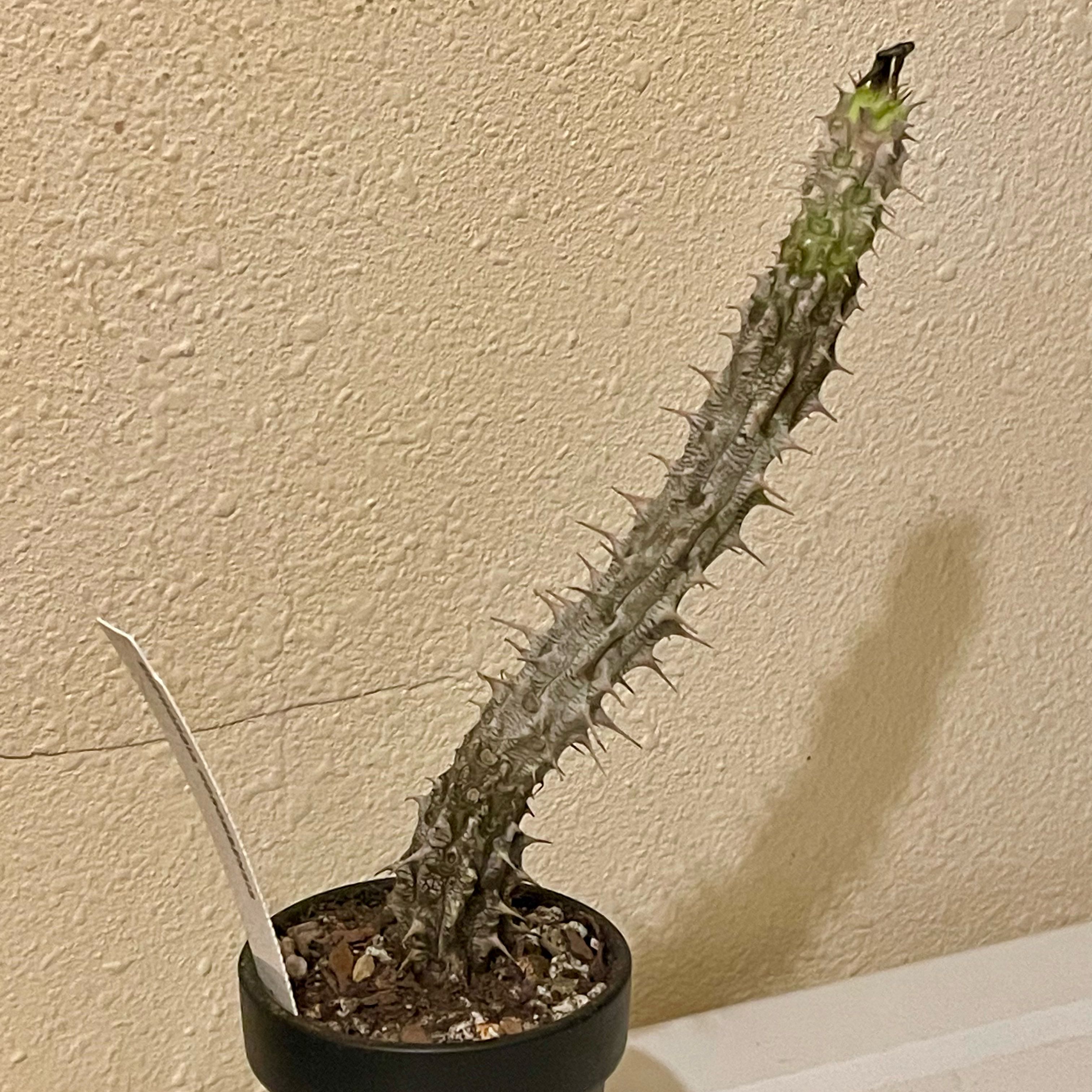 Photo of the plant species Euphorbia Horombensis by @riverzend named romben on Greg, the plant care app