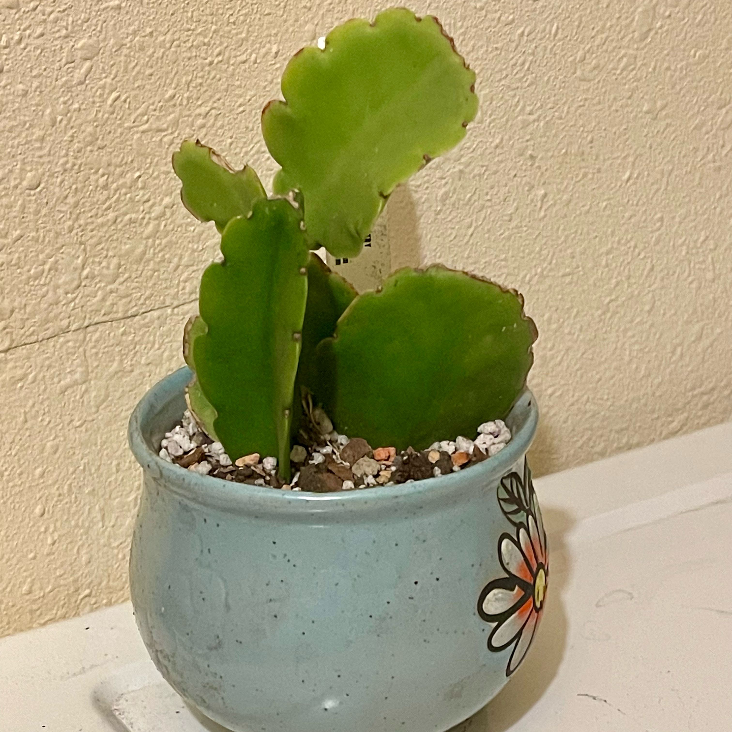 Photo of the plant species Rhipsalis pachyptera by @riverzend named papagaio on Greg, the plant care app