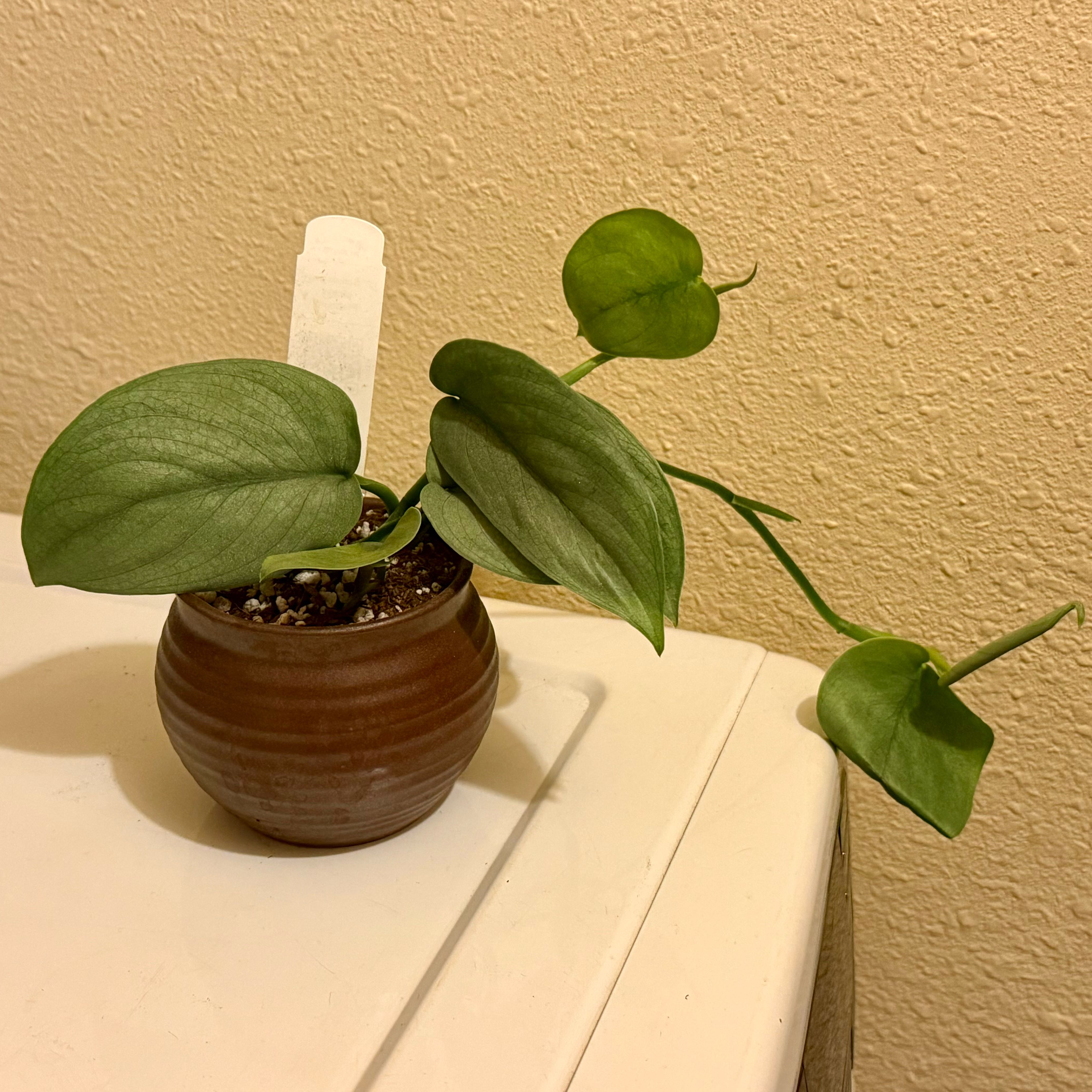 Photo of the plant species Platinum Satin Pothos by @riverzend named platínu on Greg, the plant care app