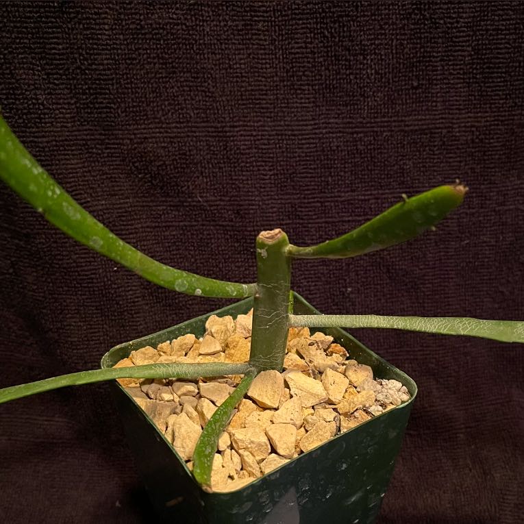 Photo of the plant species Euphorbia xylophylloides by @riverzend named lophi on Greg, the plant care app