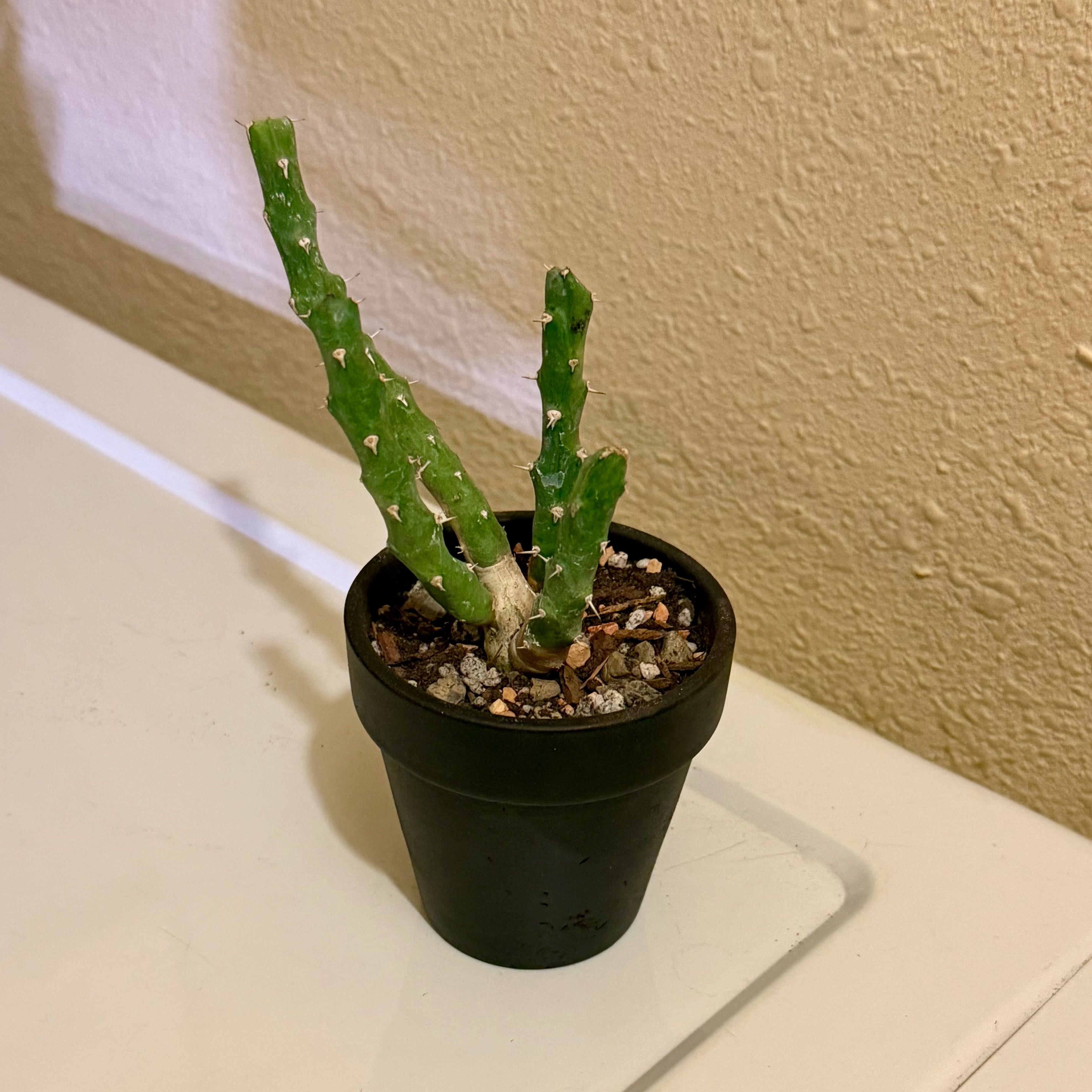 Photo of the plant species Euphorbia laikipiensis by @riverzend named kipi on Greg, the plant care app