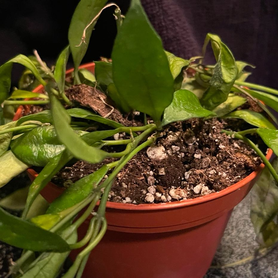 Photo of the plant species Royal Splash Hoya Lacunosa by @riverzend named sonuc on Greg, the plant care app