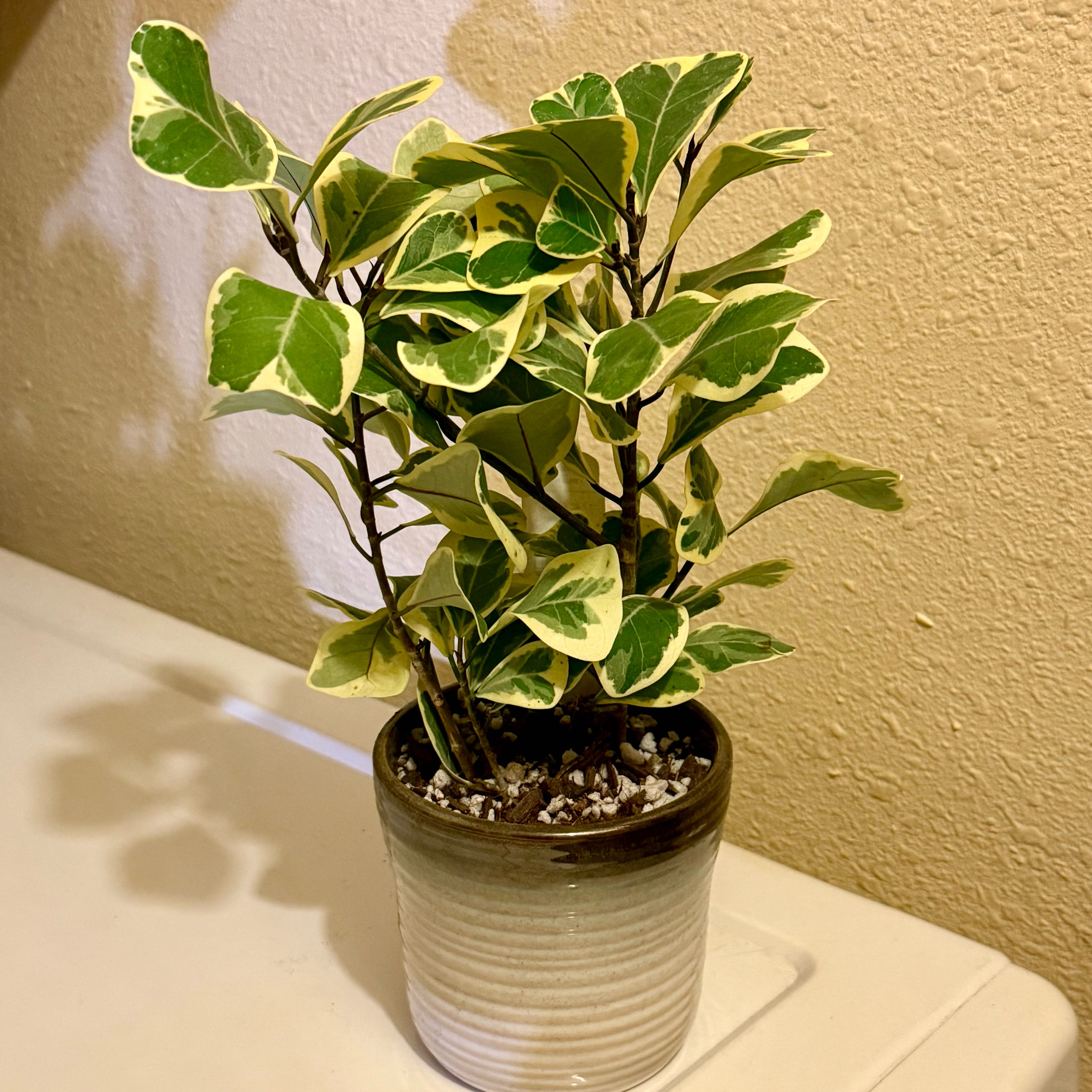 Photo of the plant species Variegated Heart Leaf Ficus by @riverzend named lepri on Greg, the plant care app