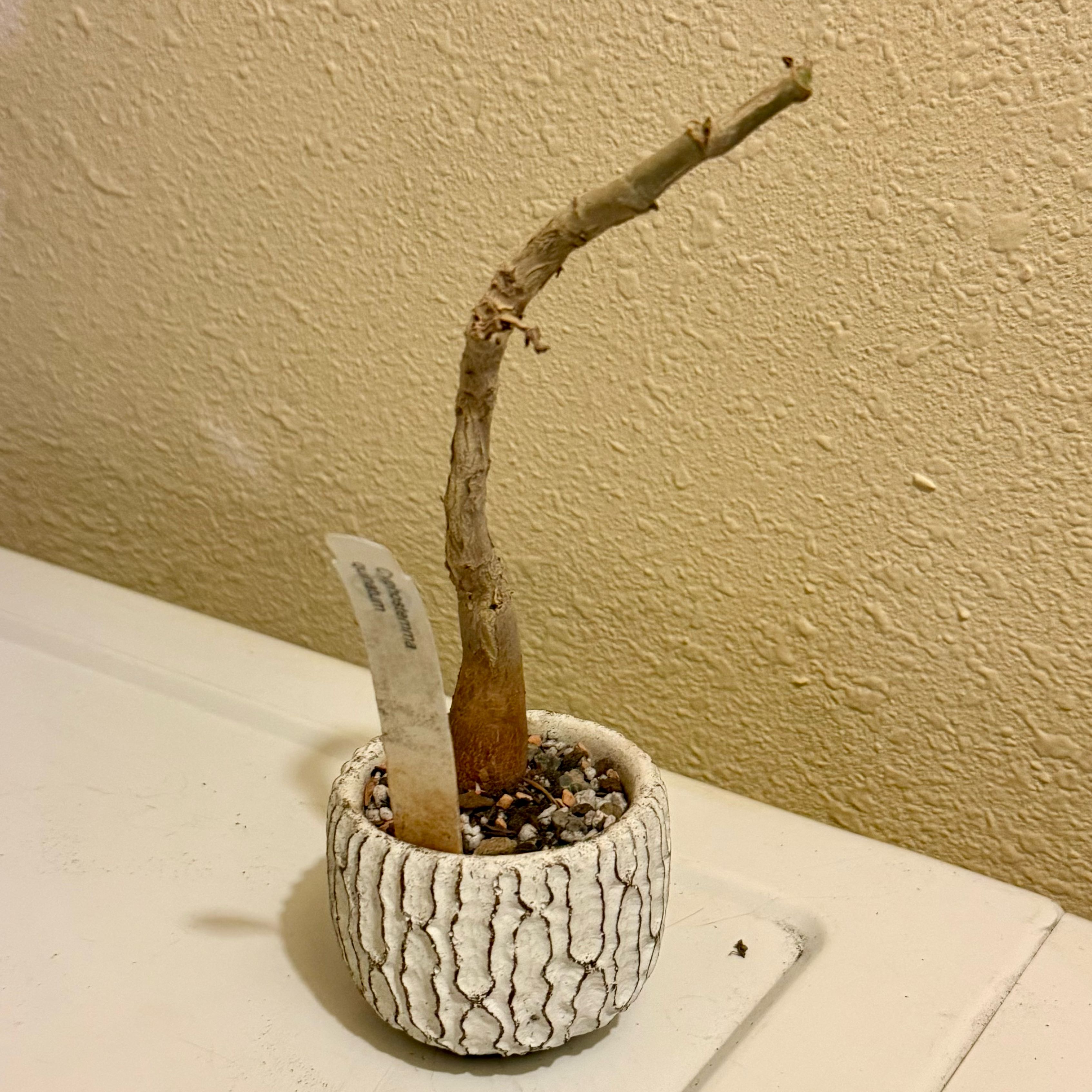 Photo of the plant species Tree Grape by @riverzend named uina on Greg, the plant care app