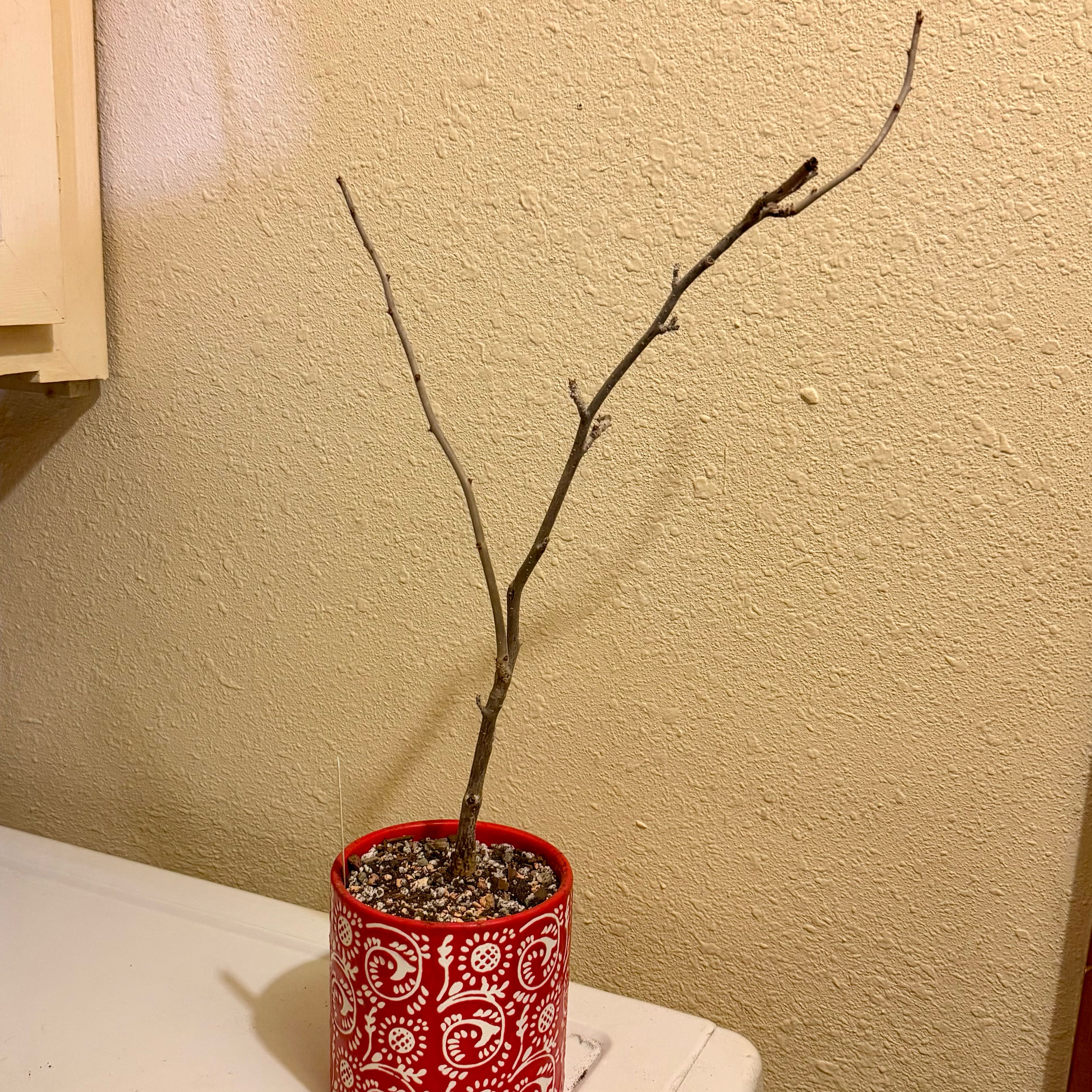 Photo of the plant species Sangre De Cristo by @riverzend named herz on Greg, the plant care app