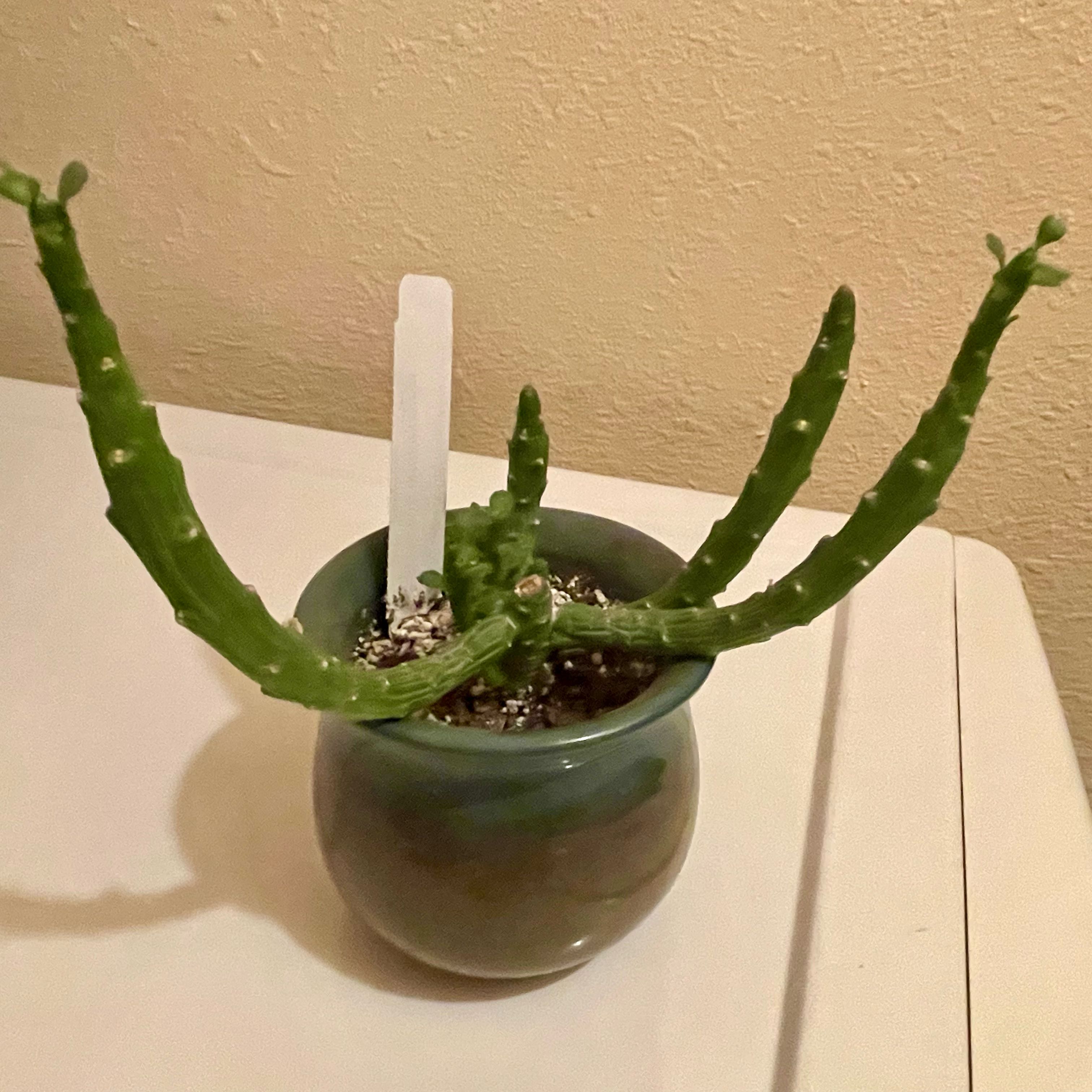 Photo of the plant species Octopus Arms by @riverzend named mustekala on Greg, the plant care app