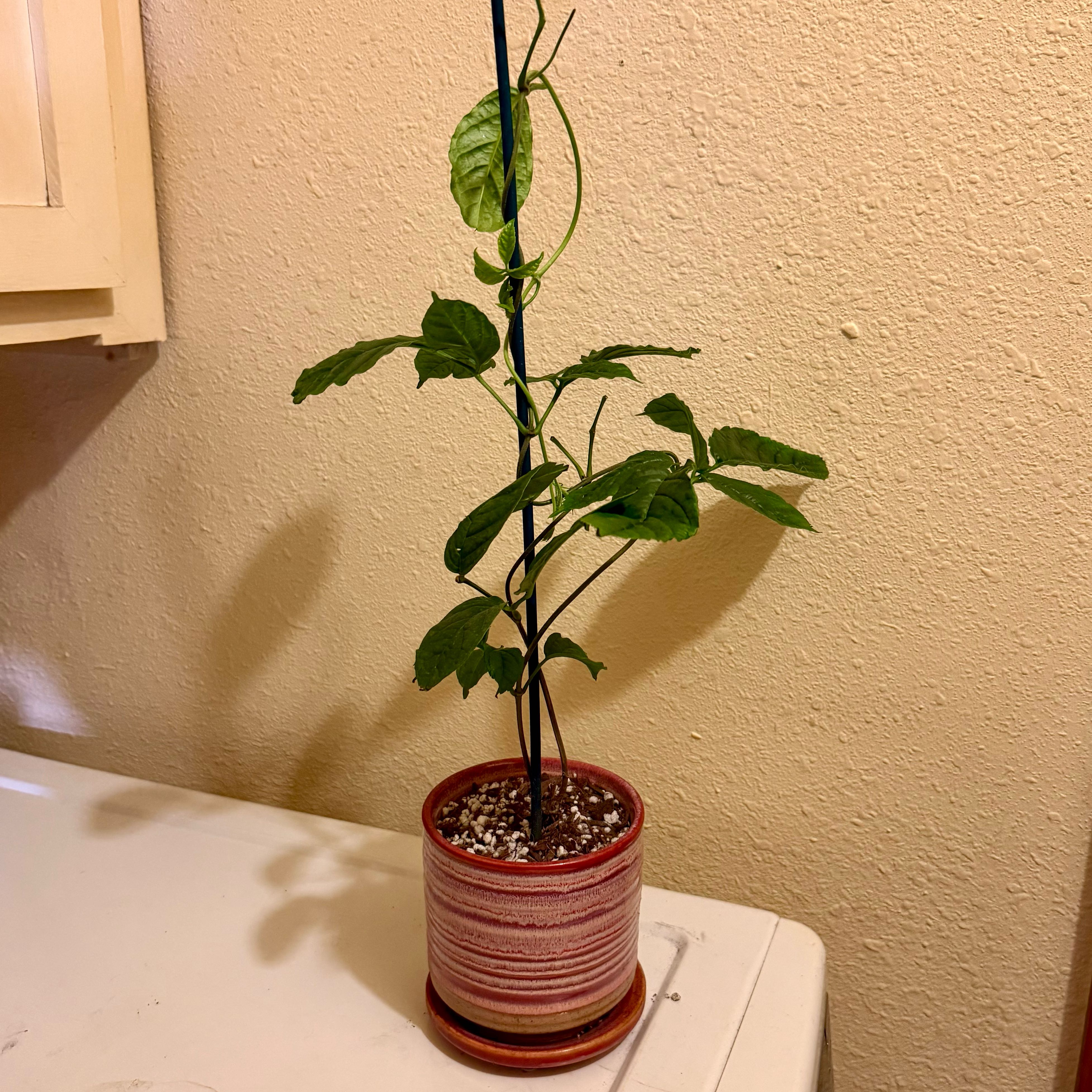 Photo of the plant species New Guinea Trumpet Vine by @riverzend named coman on Greg, the plant care app