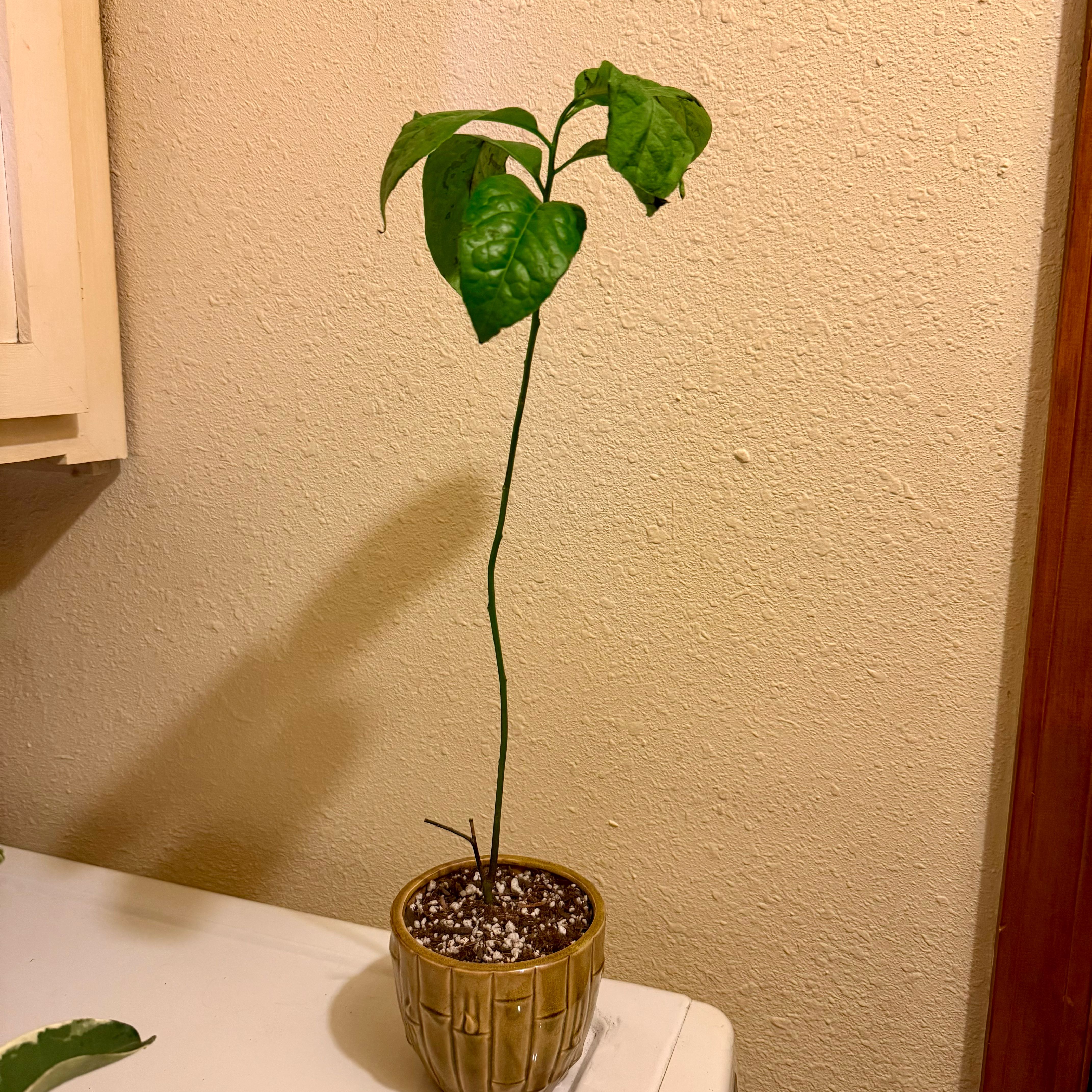 Photo of the plant species Guayusa by @riverzend named xeli on Greg, the plant care app