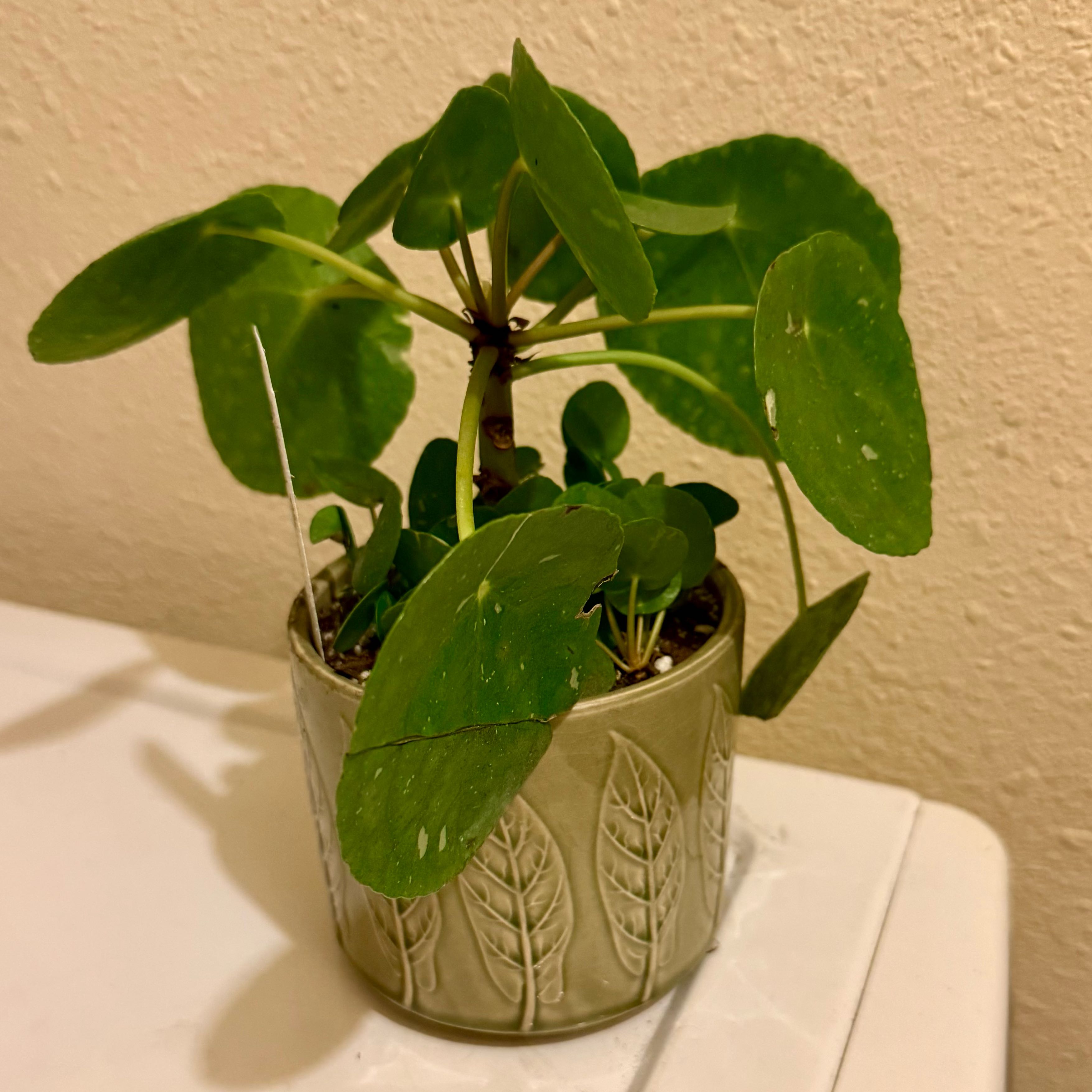 Photo of the plant species Pilea Splash by @riverzend named weiß on Greg, the plant care app