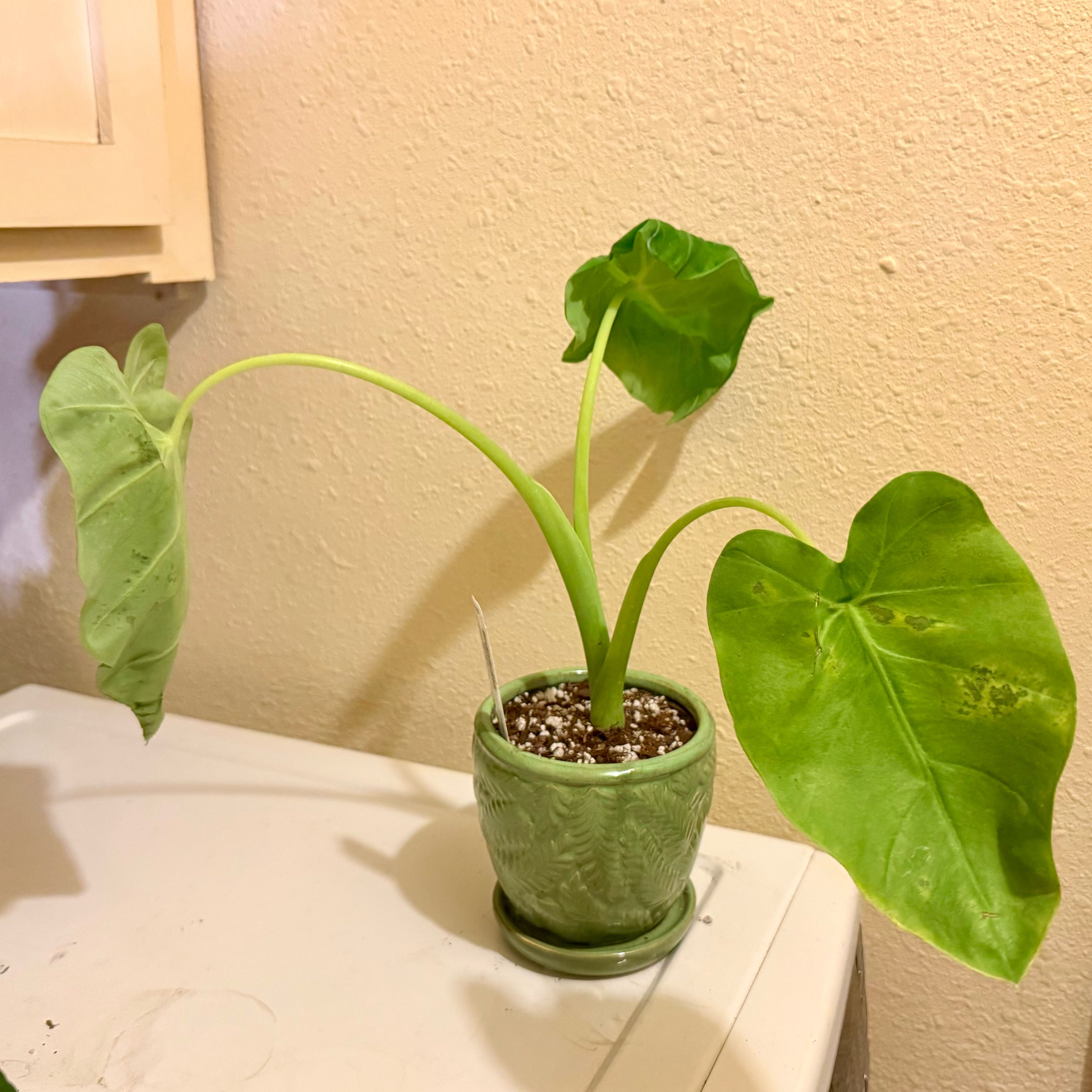 Photo of the plant species Colocasia 'Thai Giant' by @riverzend named risastór on Greg, the plant care app