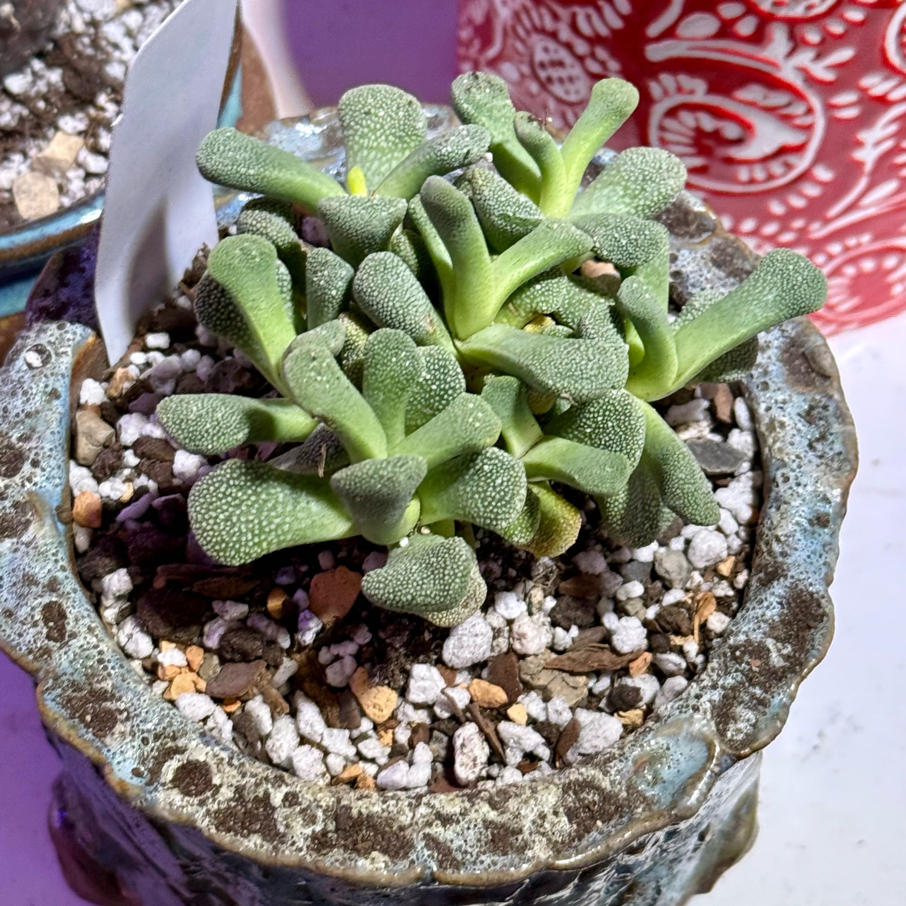 Photo of the plant species Aloinopsis by @riverzend named valo on Greg, the plant care app