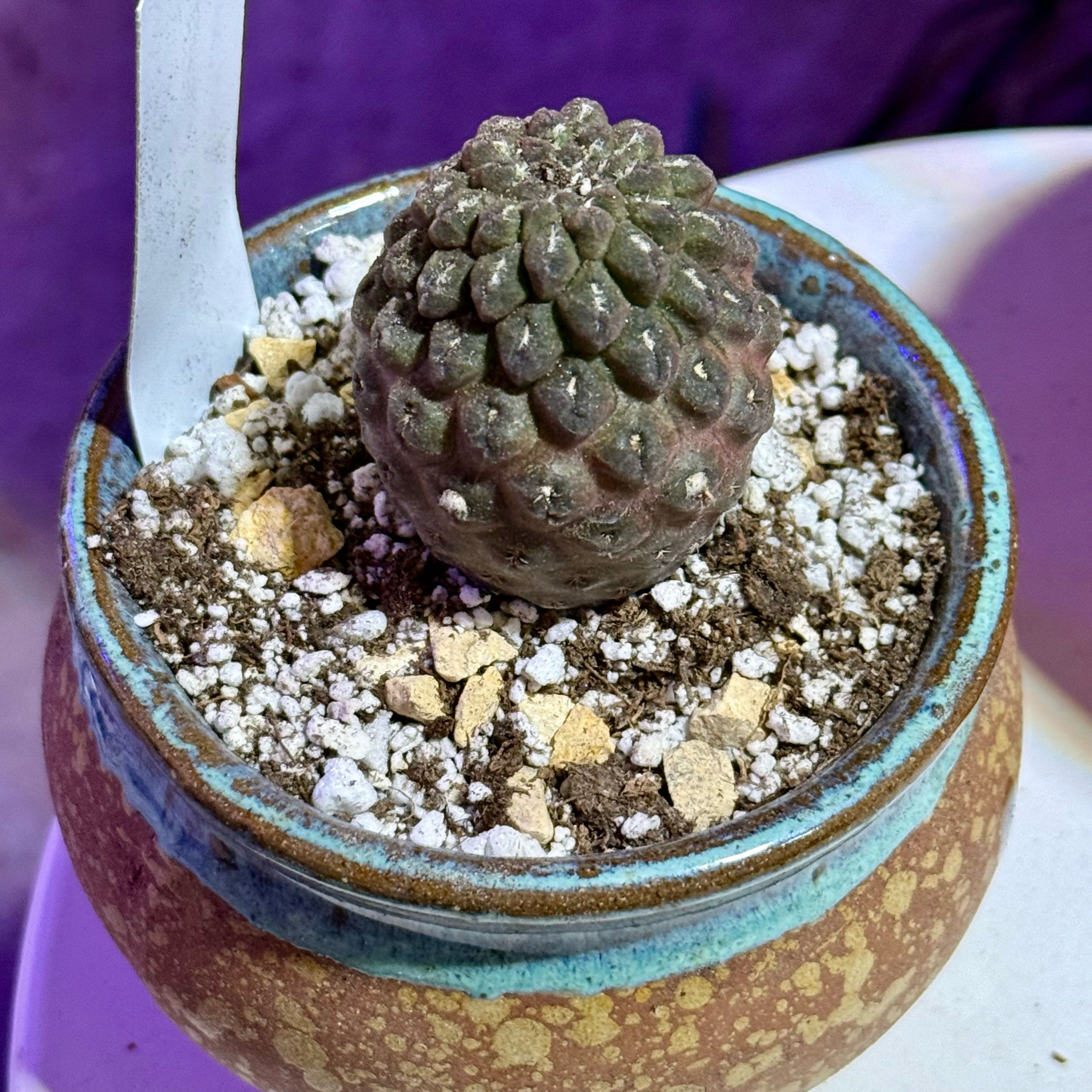 Photo of the plant species Eriosyce napina subsp. glabrescens by @riverzend named pina on Greg, the plant care app