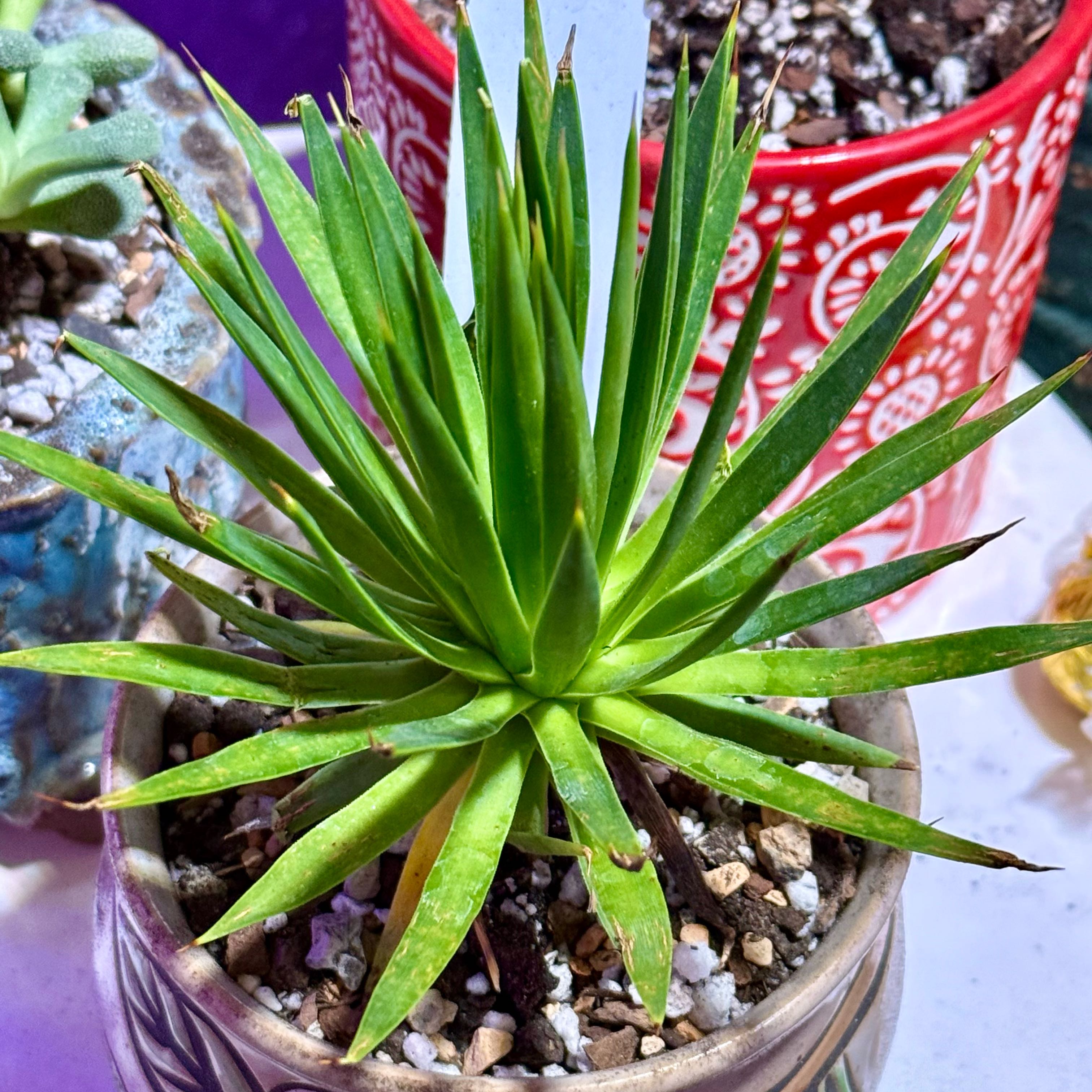Photo of the plant species Agave kunthiana by @riverzend named a. kavandivi on Greg, the plant care app