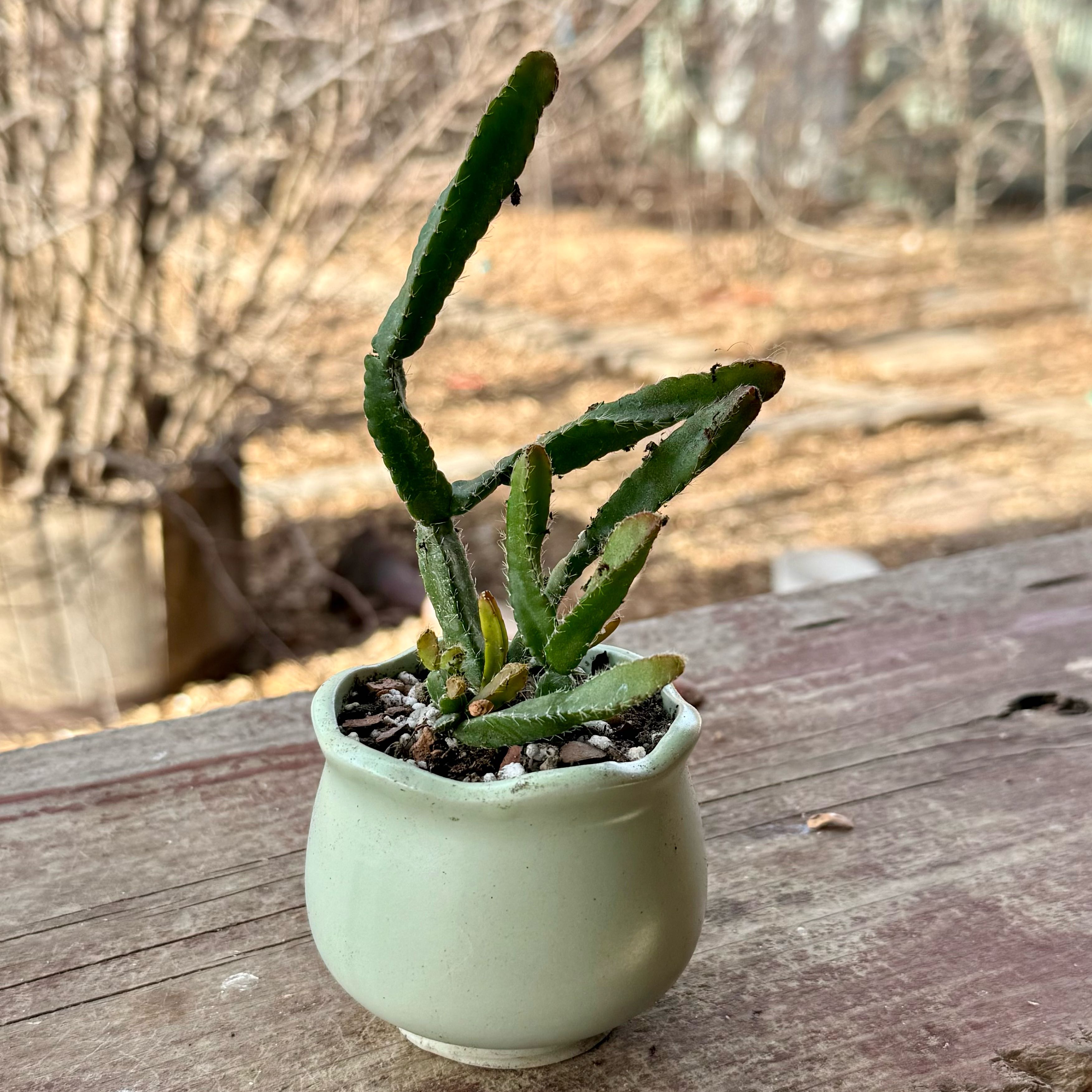 Photo of the plant species Lepismium cereoides by @riverzend named dioer on Greg, the plant care app