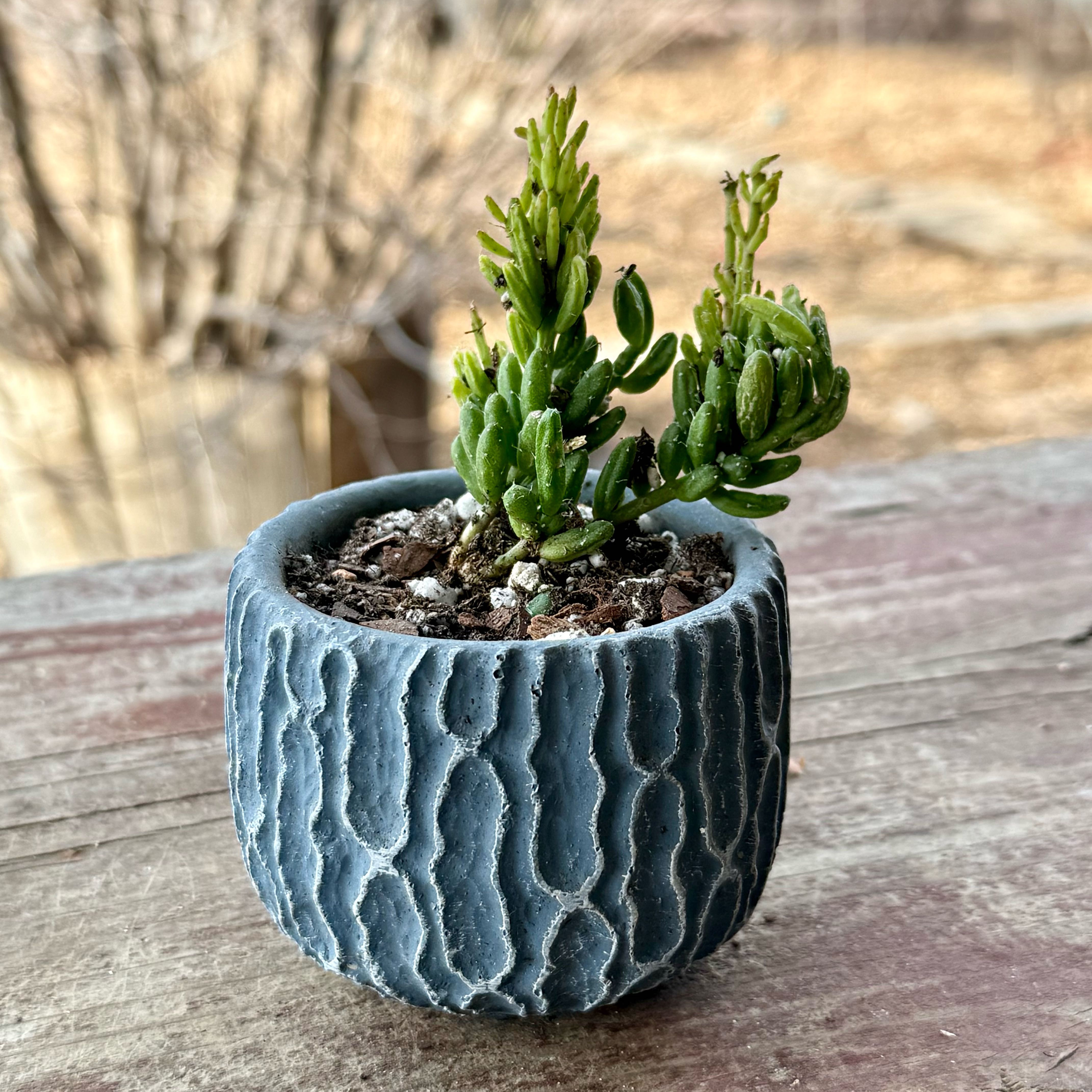 Photo of the plant species rhipsalis by @riverzend named begbie on Greg, the plant care app