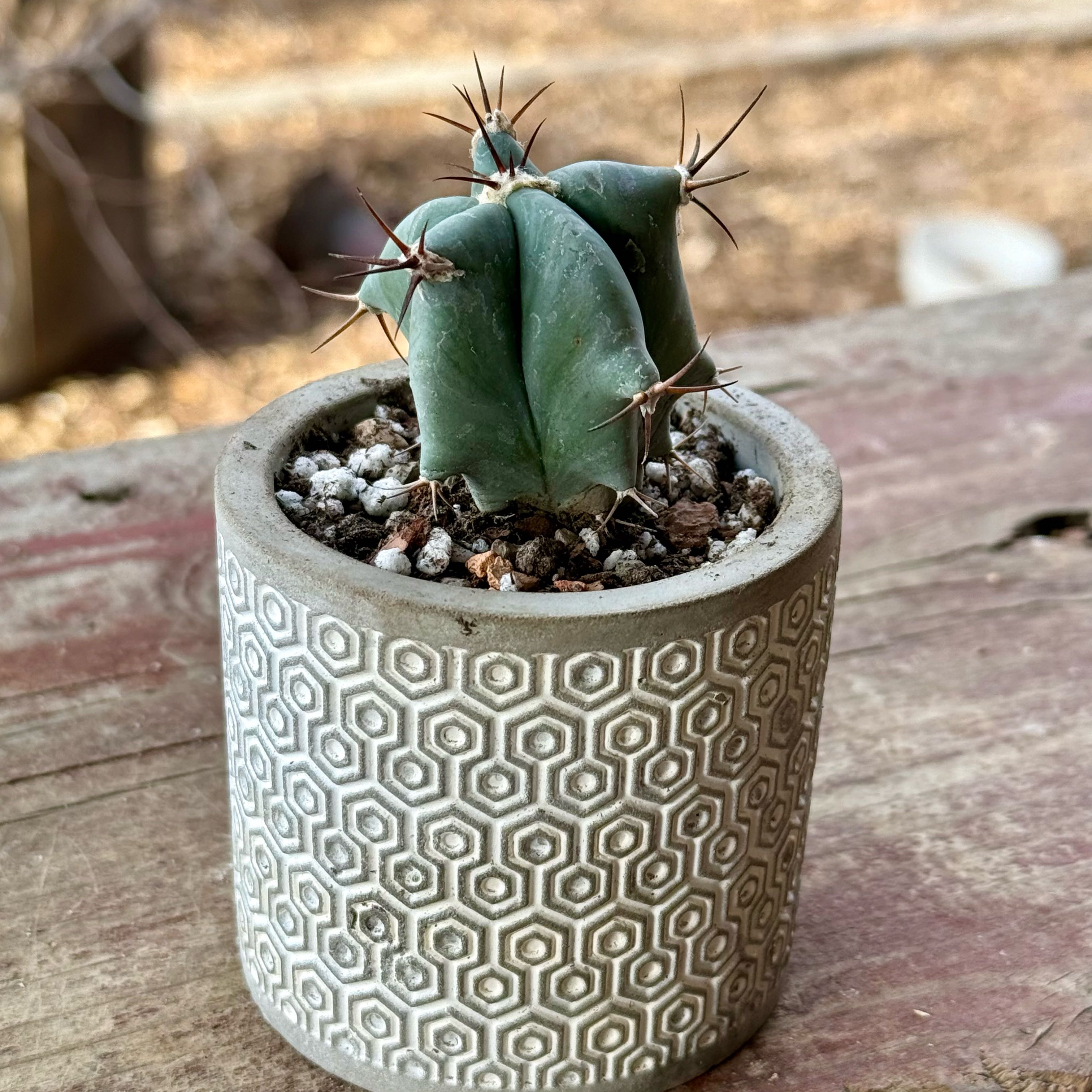 Photo of the plant species Assorted Echinocactus by @riverzend named e. ingens on Greg, the plant care app