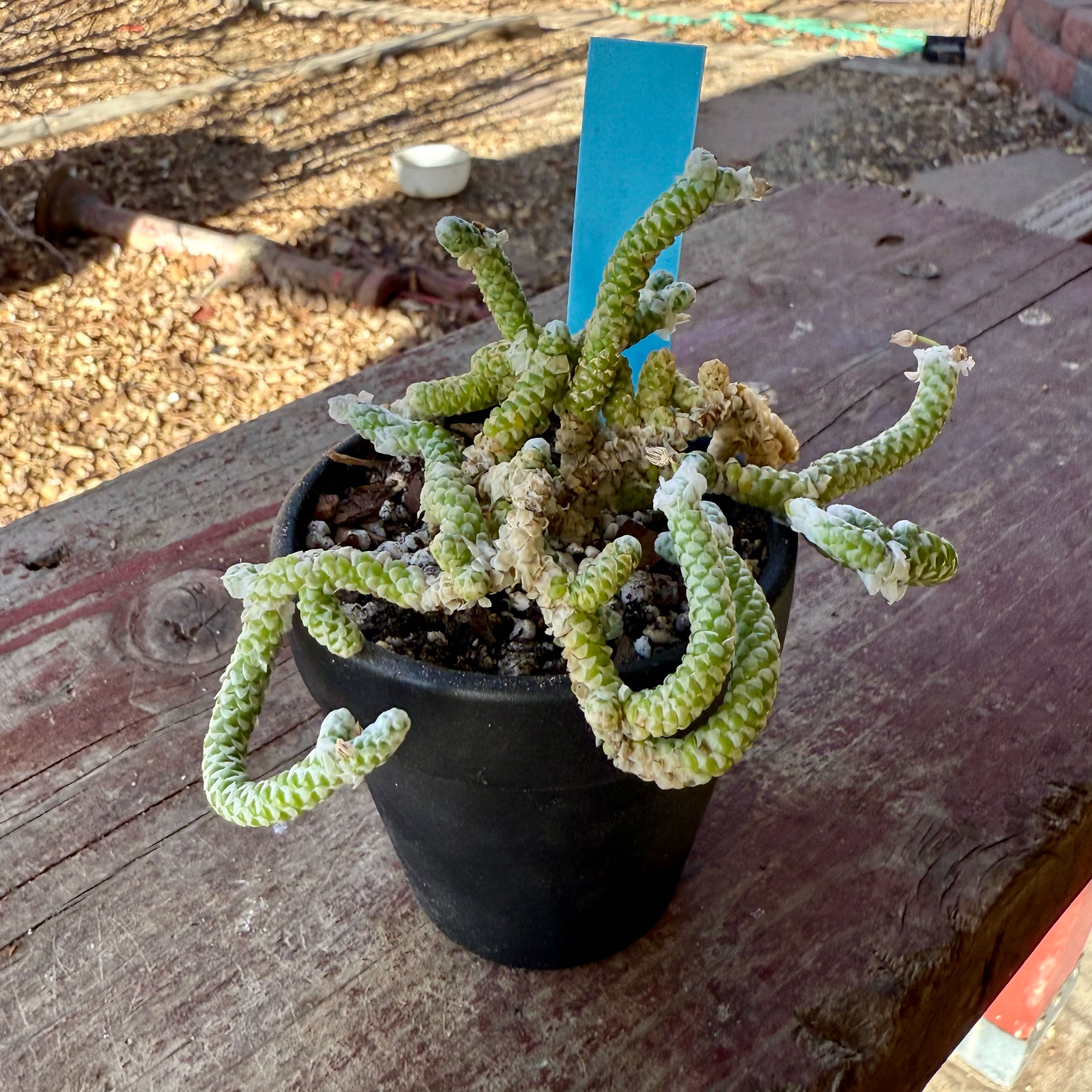 Photo of the plant species Avonia Buderiana by @riverzend named gorgon on Greg, the plant care app