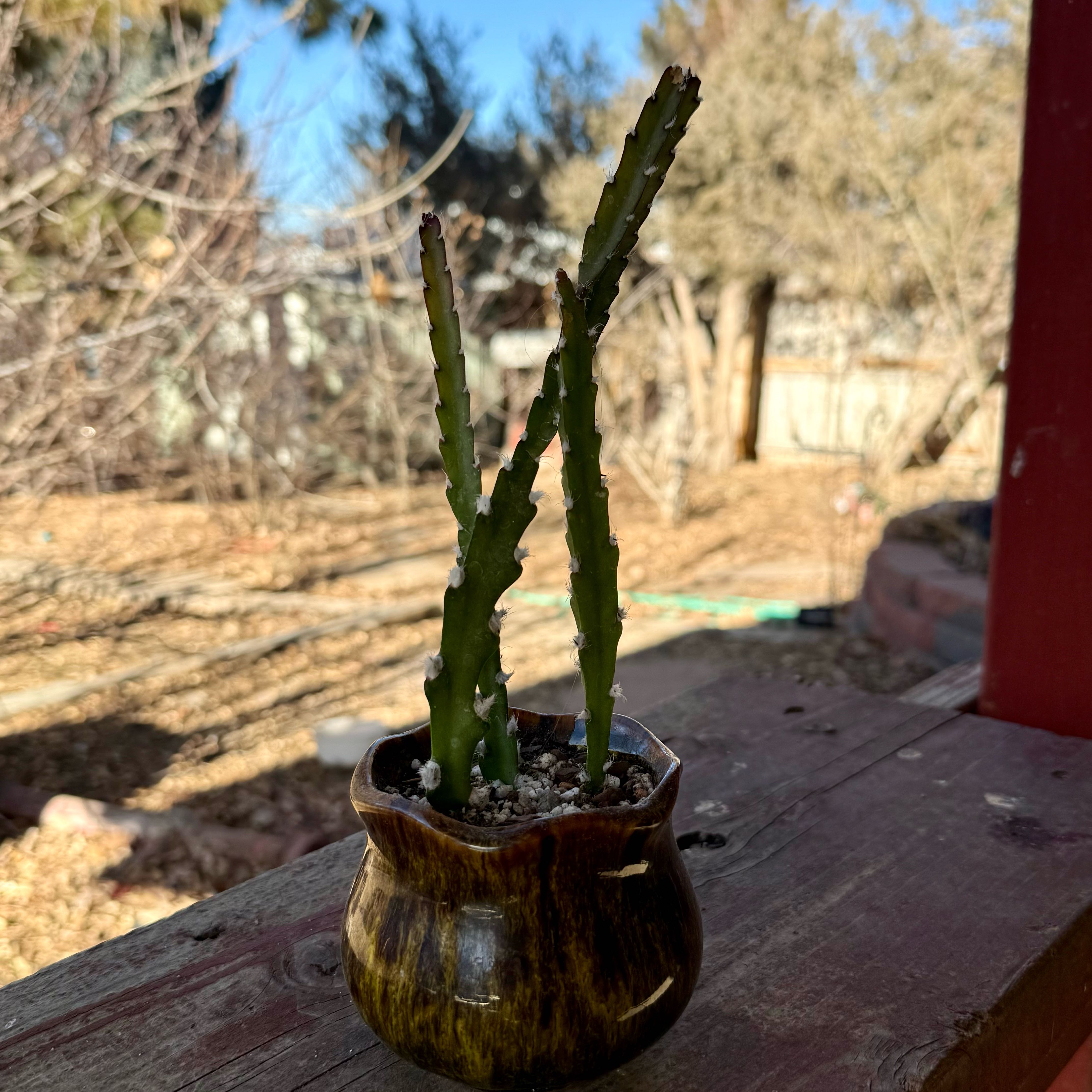 Photo of the plant species Lepismium cruciforme by @riverzend named fellibylur on Greg, the plant care app