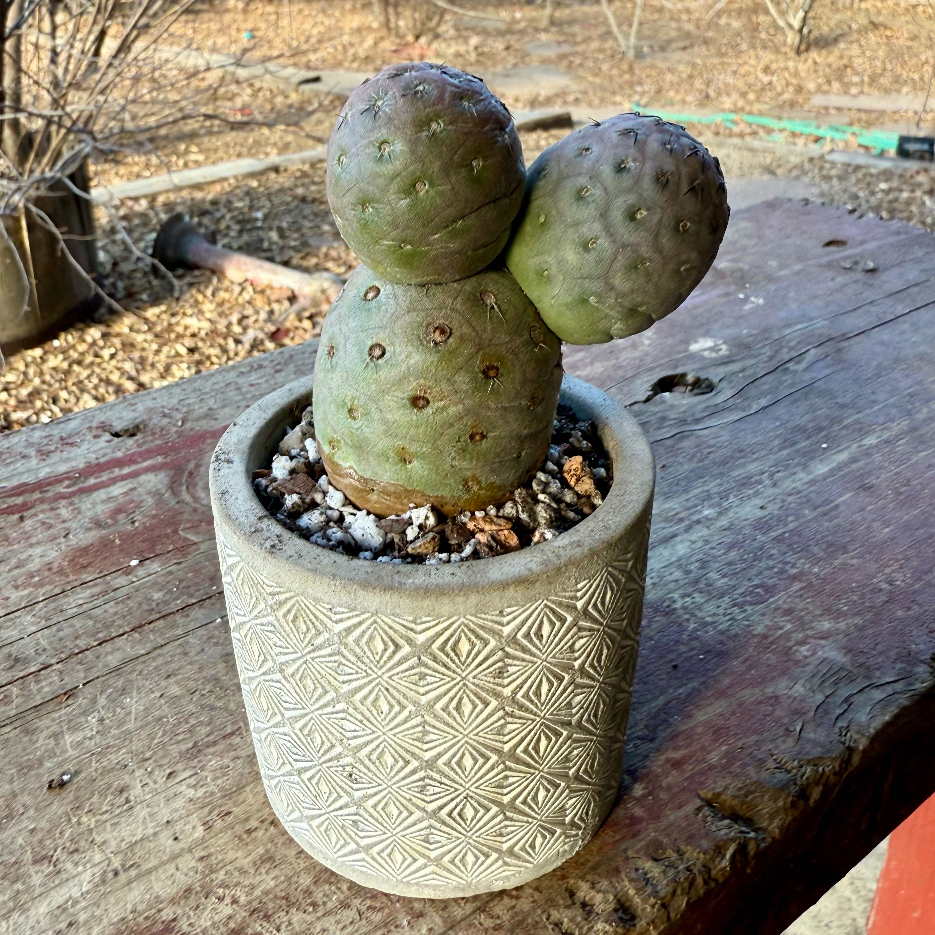 Photo of the plant species dragon egg by @riverzend named passamaquoddy on Greg, the plant care app