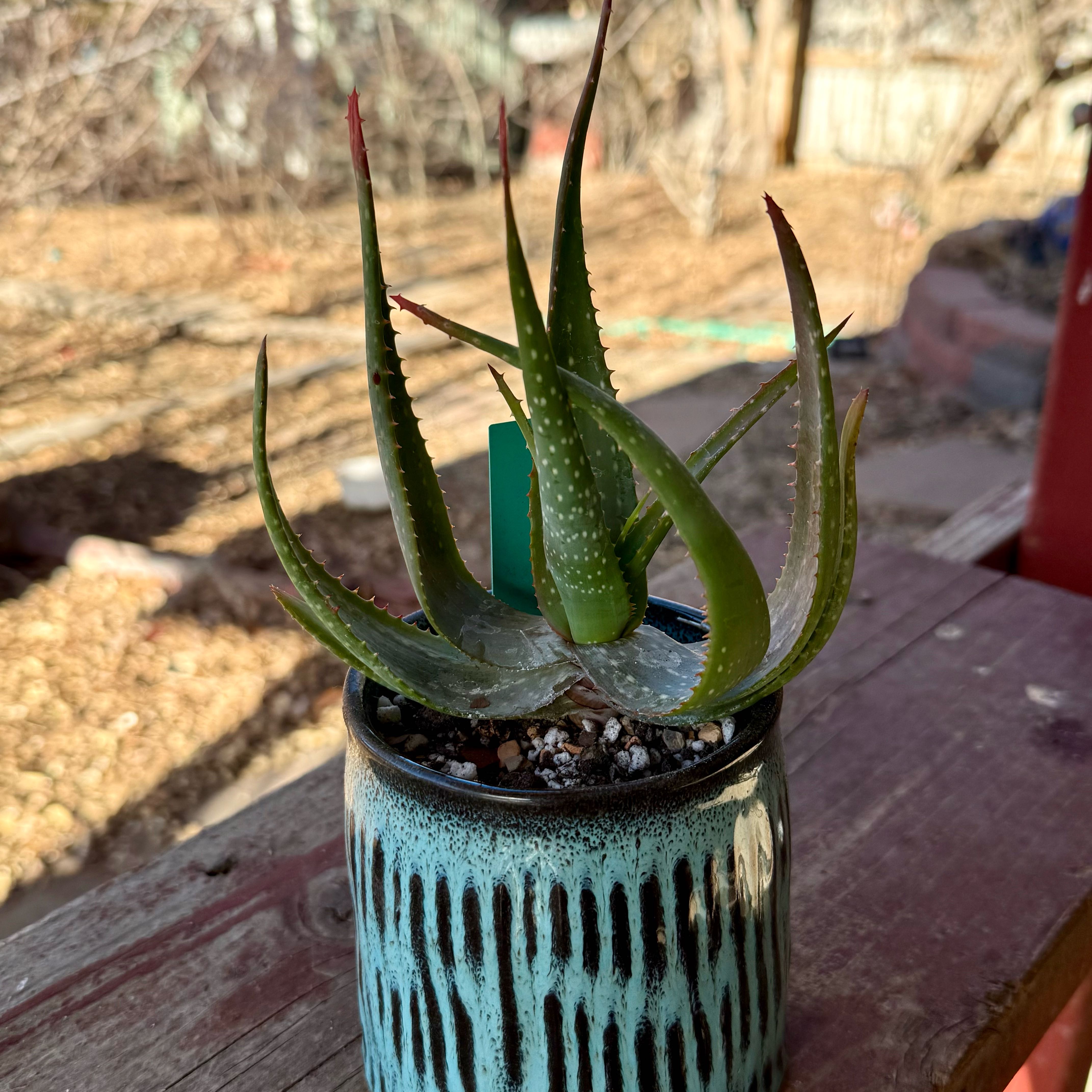 Photo of the plant species Assorted Aloe by @riverzend named a. marlothii on Greg, the plant care app