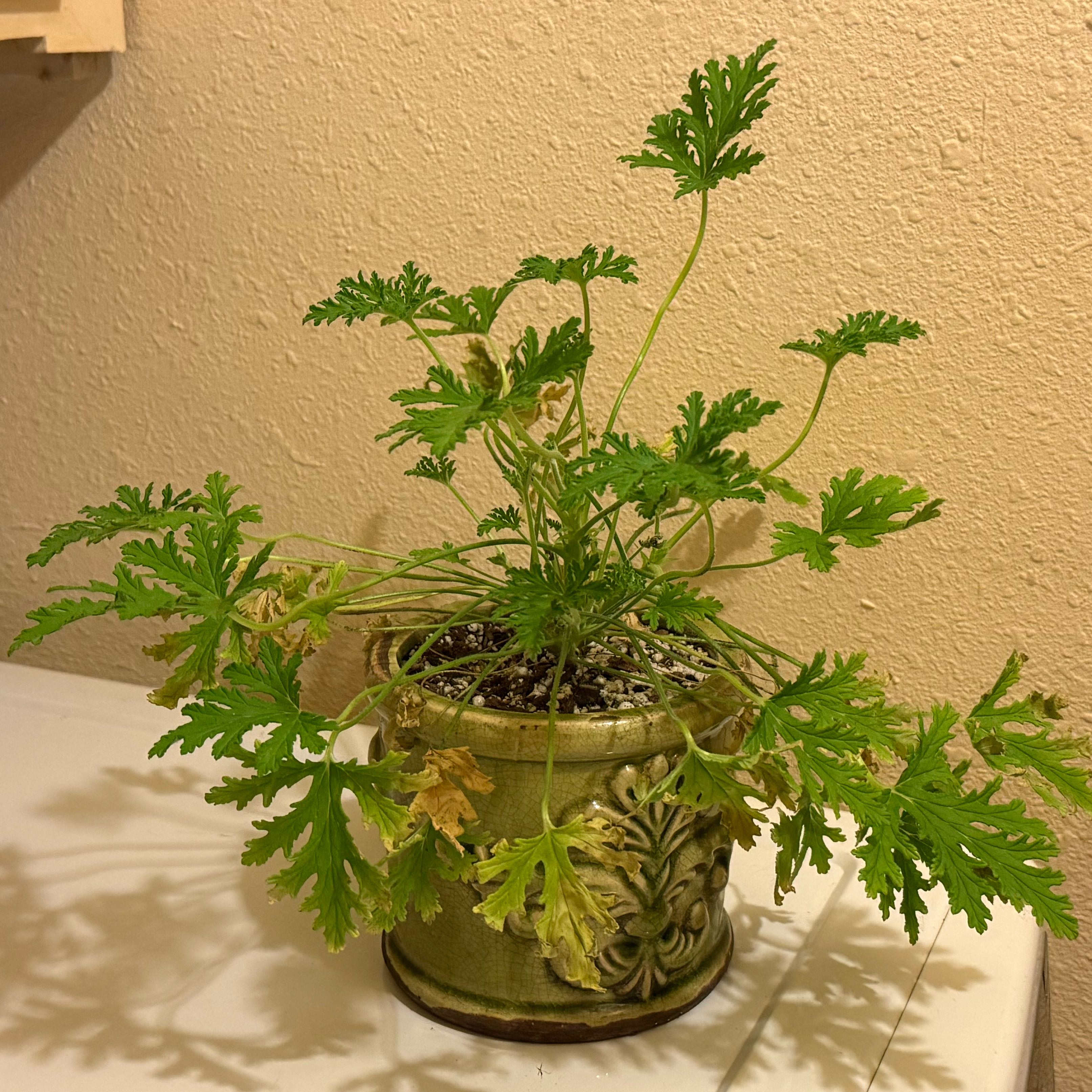 Photo of the plant species Pelargonium carneum by @riverzend named p. citrosum on Greg, the plant care app