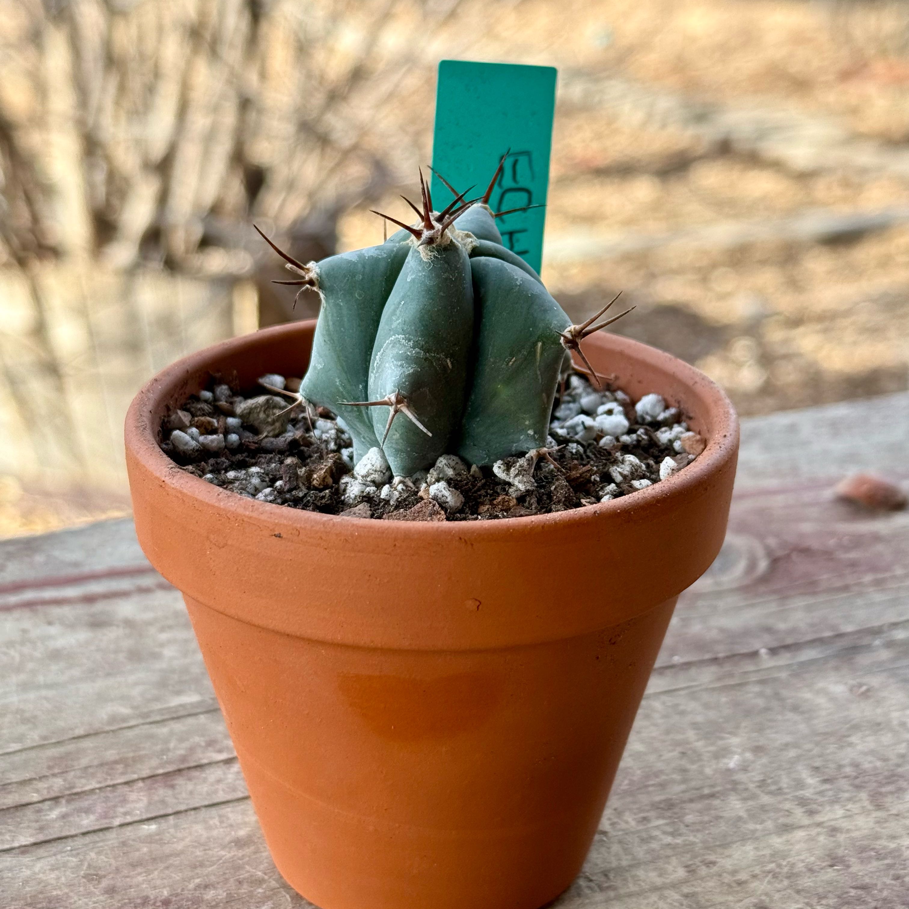 Photo of the plant species Assorted Echinocactus by @riverzend named e. ingens zwei on Greg, the plant care app