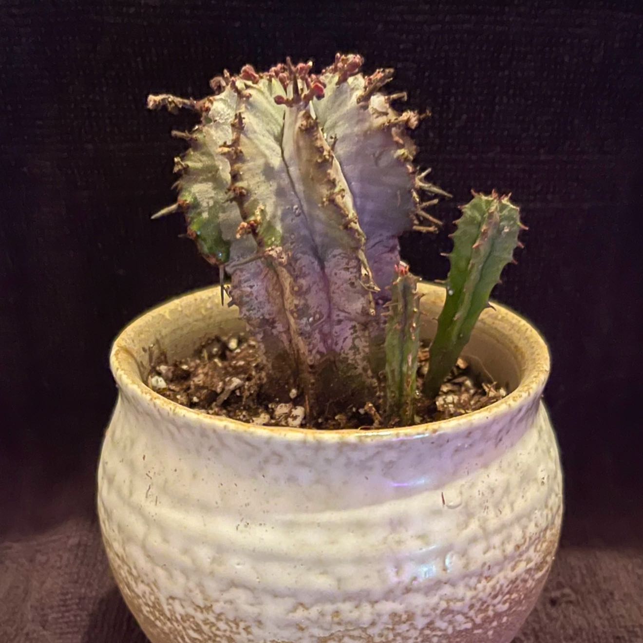 Photo of the plant species Snowflake Euphorbia by @riverzend named snjókorn on Greg, the plant care app