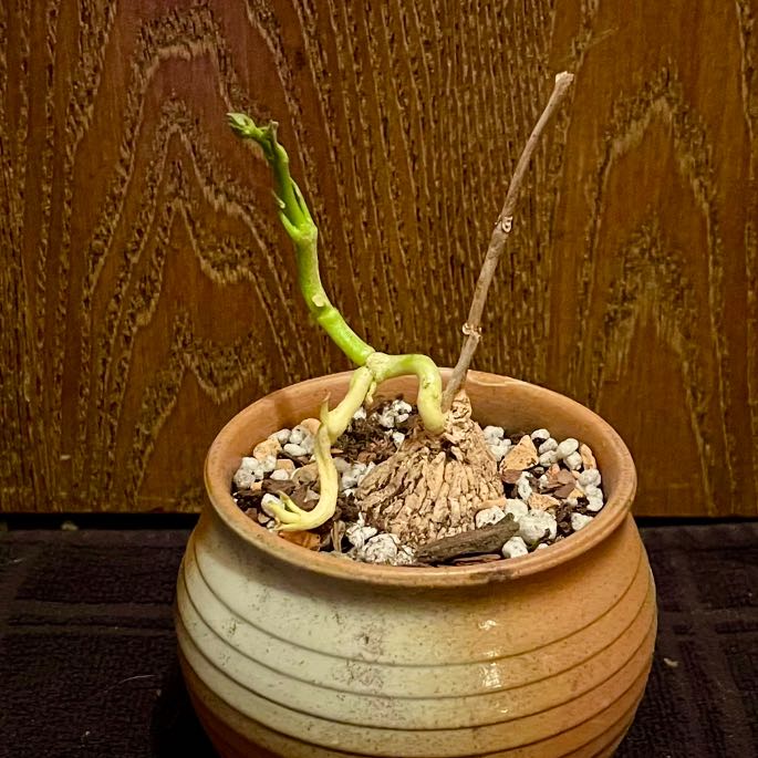 Photo of the plant species Gonolobus by @riverzend named nolo on Greg, the plant care app