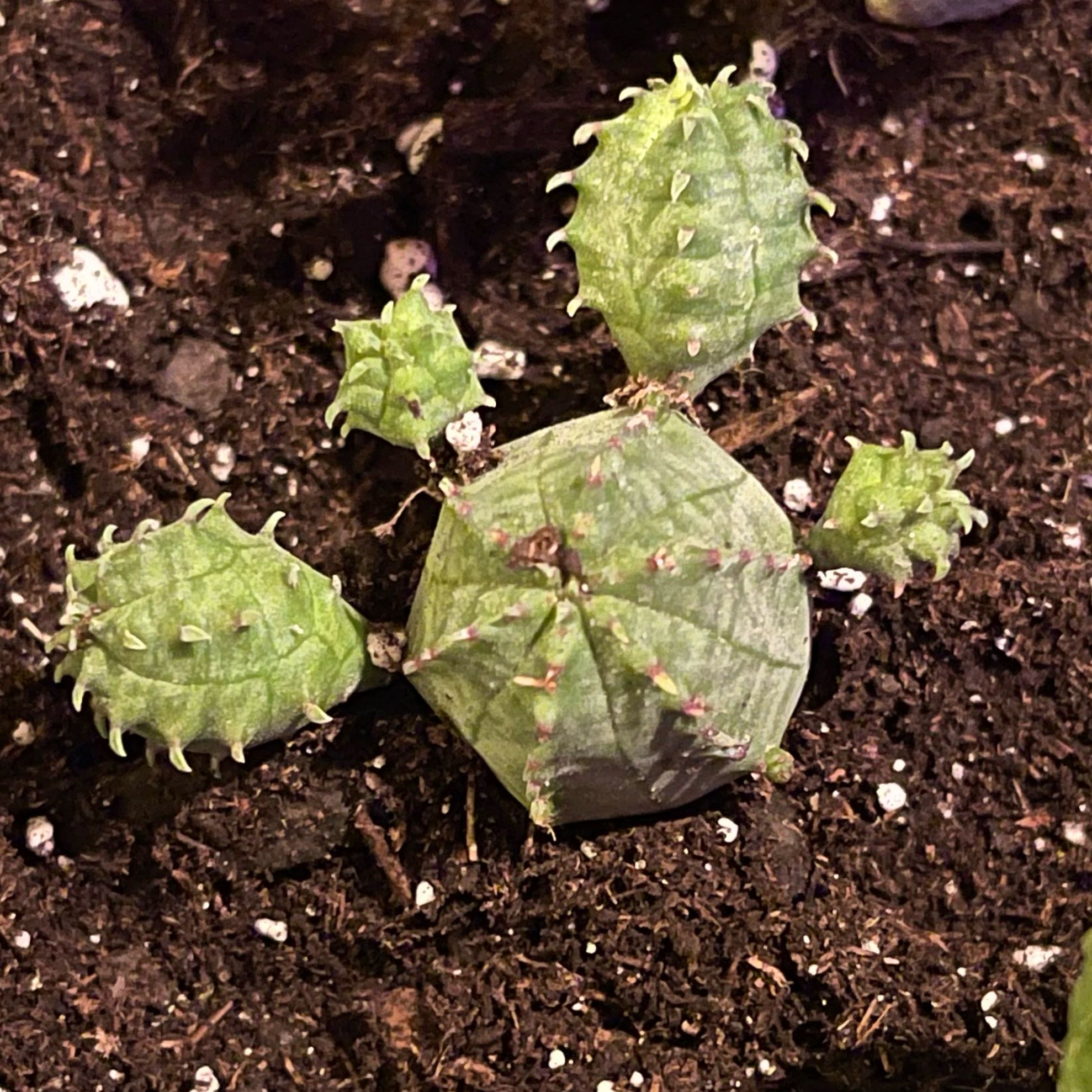 Photo of the plant species False Globose Spurge by @riverzend named lobo on Greg, the plant care app