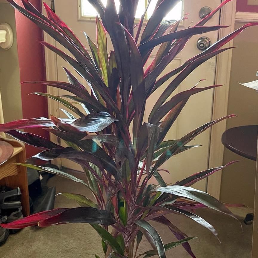 Photo of the plant species Cordyline 'Burgundy' by @riverzend named mario on Greg, the plant care app