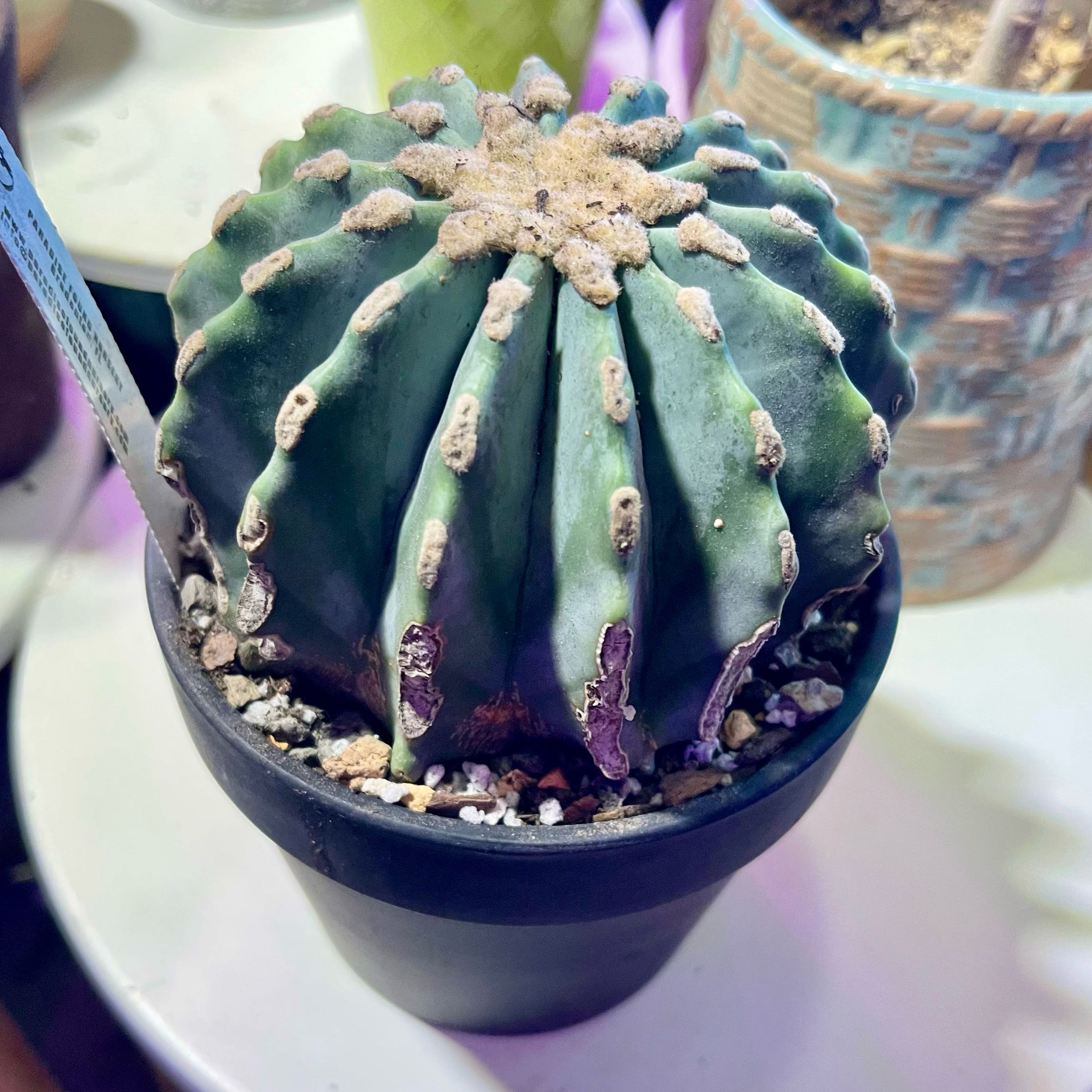 Photo of the plant species Glaucous Barrel Cactus by @riverzend named gljáandi on Greg, the plant care app