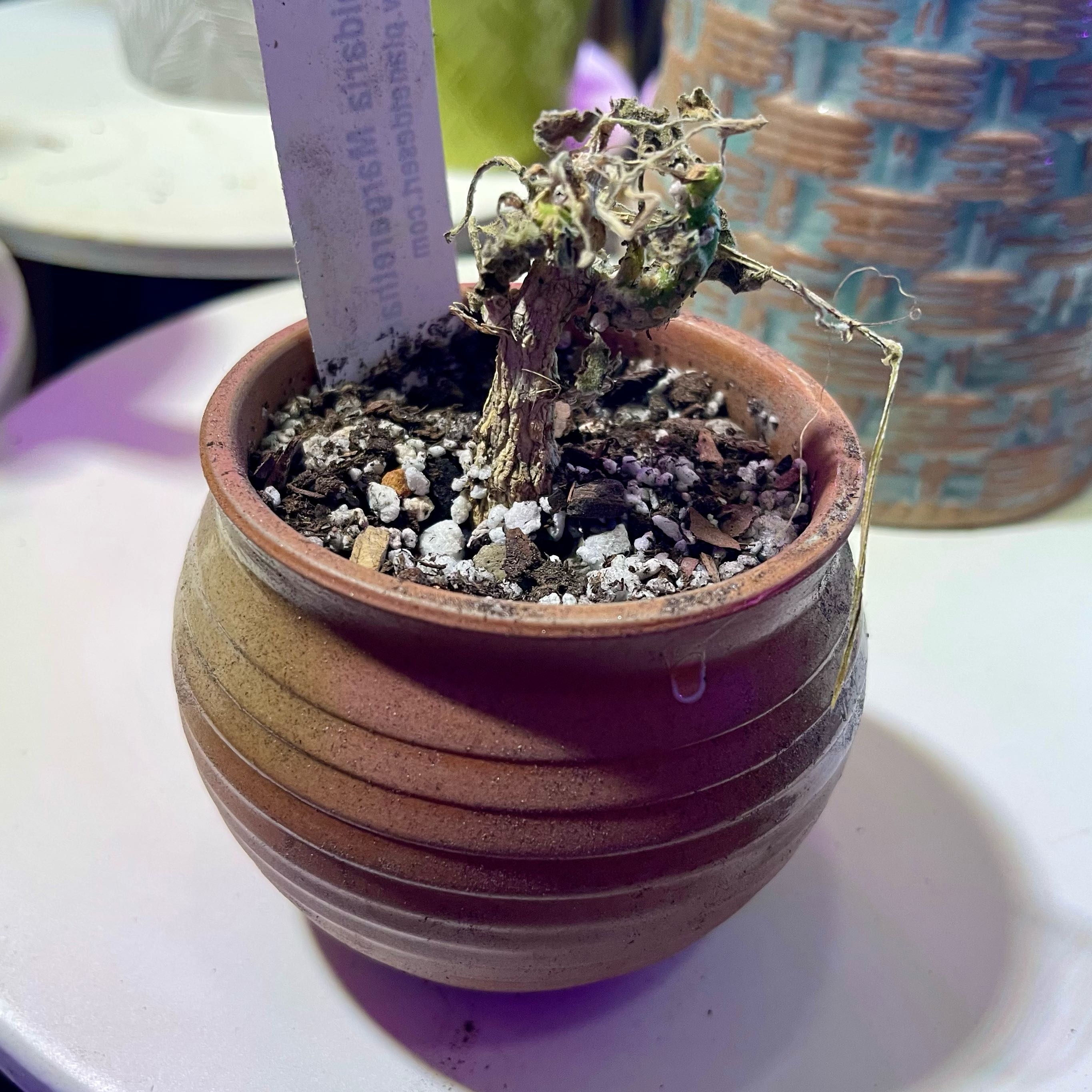 Photo of the plant species Corallocarpus bainesii by @riverzend named ines on Greg, the plant care app